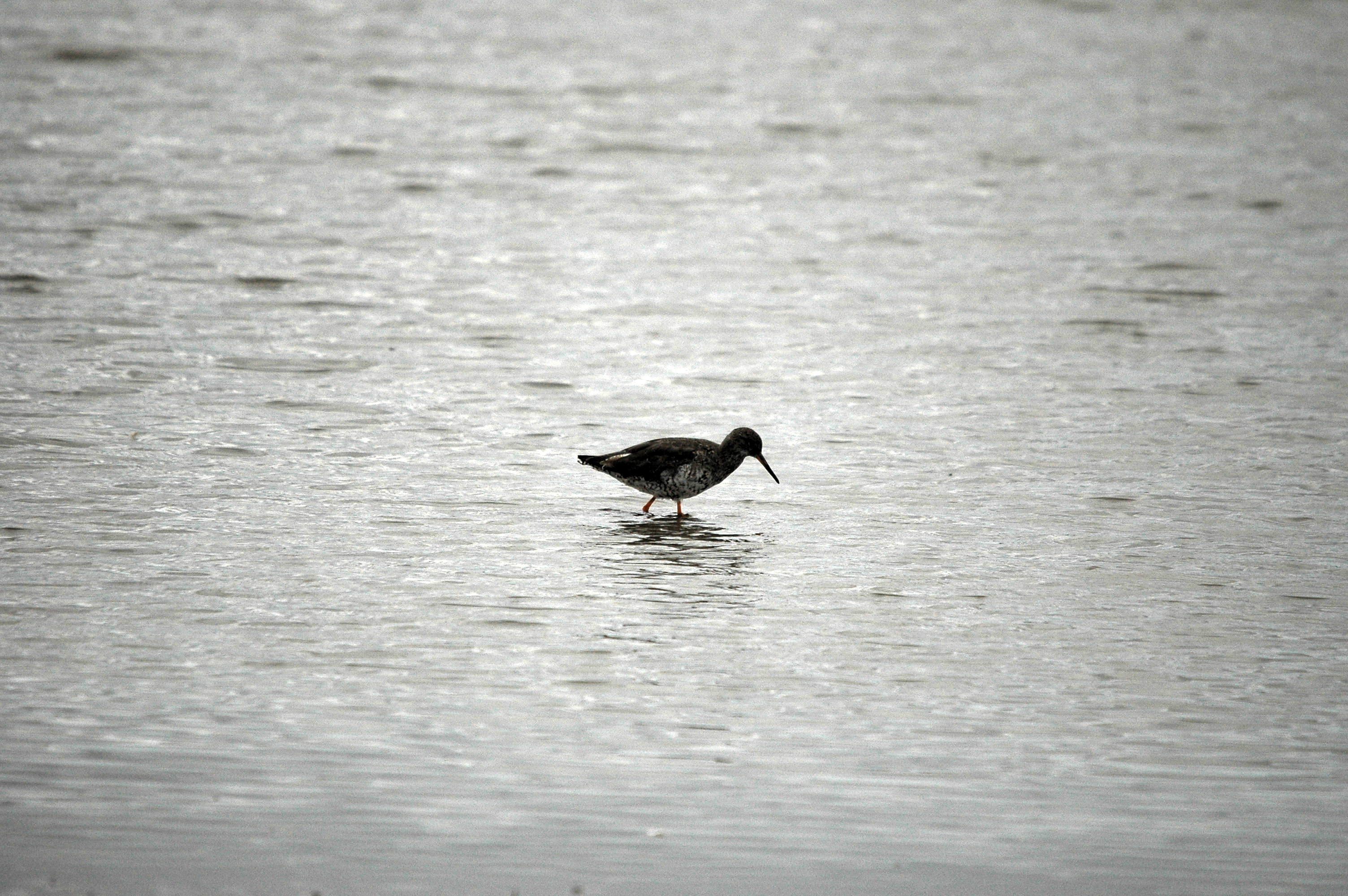 photos/wildlife/Bird_Species/063-Waders/1554-Common_Redshank/dsc_2696.jpg