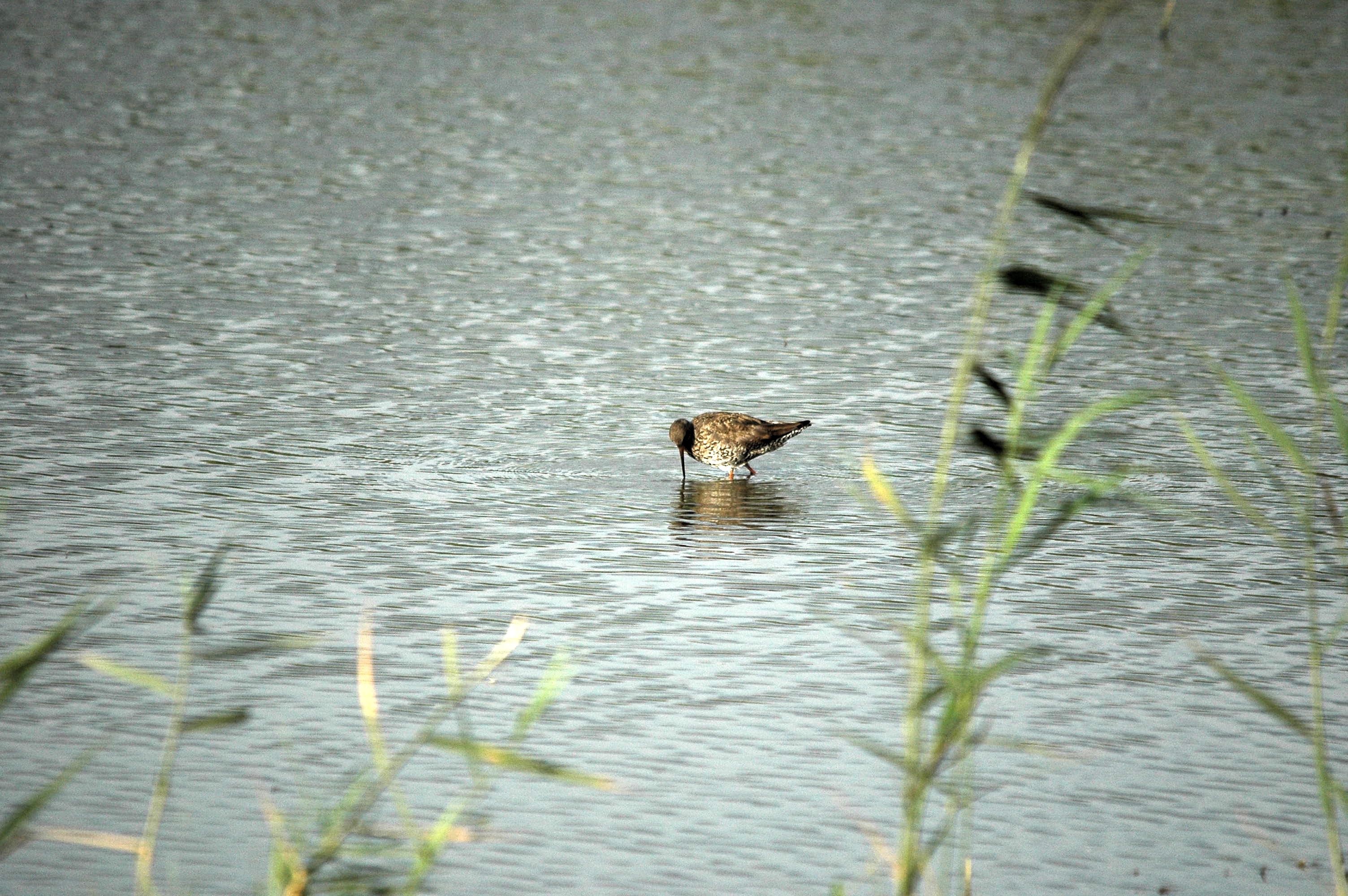 photos/wildlife/Bird_Species/063-Waders/1554-Common_Redshank/dsc_2945.jpg