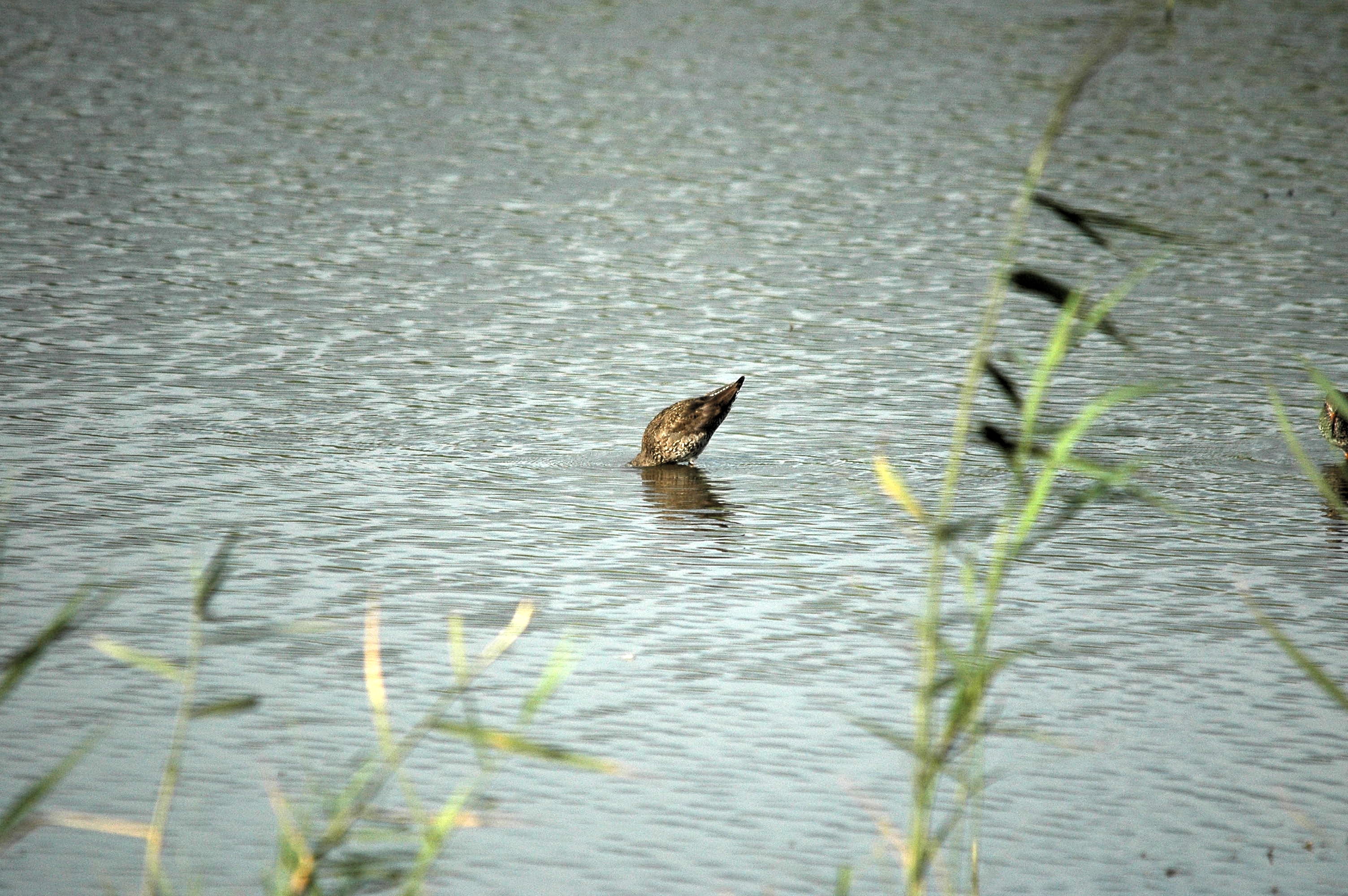 photos/wildlife/Bird_Species/063-Waders/1554-Common_Redshank/dsc_2946.jpg