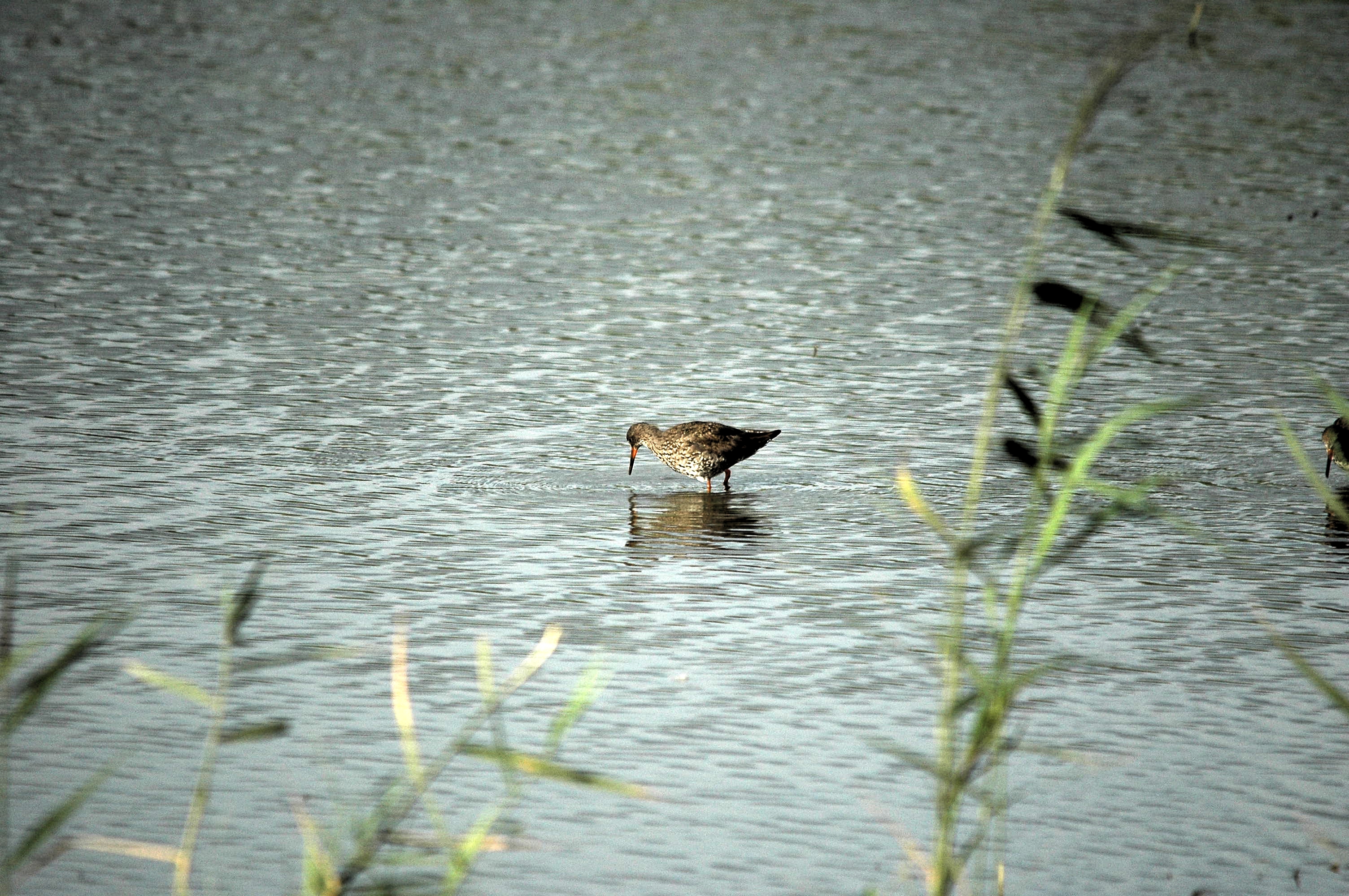 photos/wildlife/Bird_Species/063-Waders/1554-Common_Redshank/dsc_2947.jpg