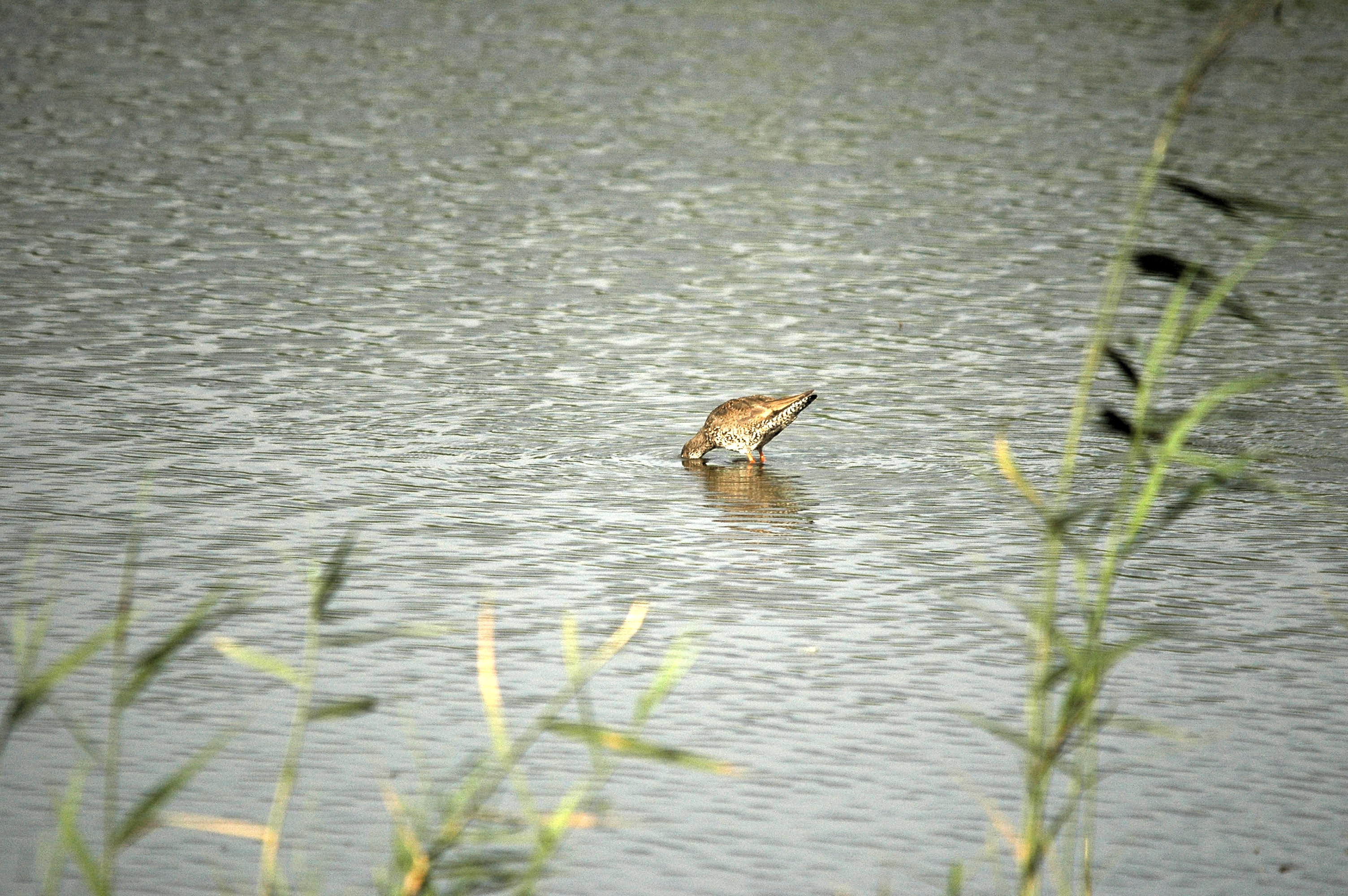 photos/wildlife/Bird_Species/063-Waders/1554-Common_Redshank/dsc_2948.jpg