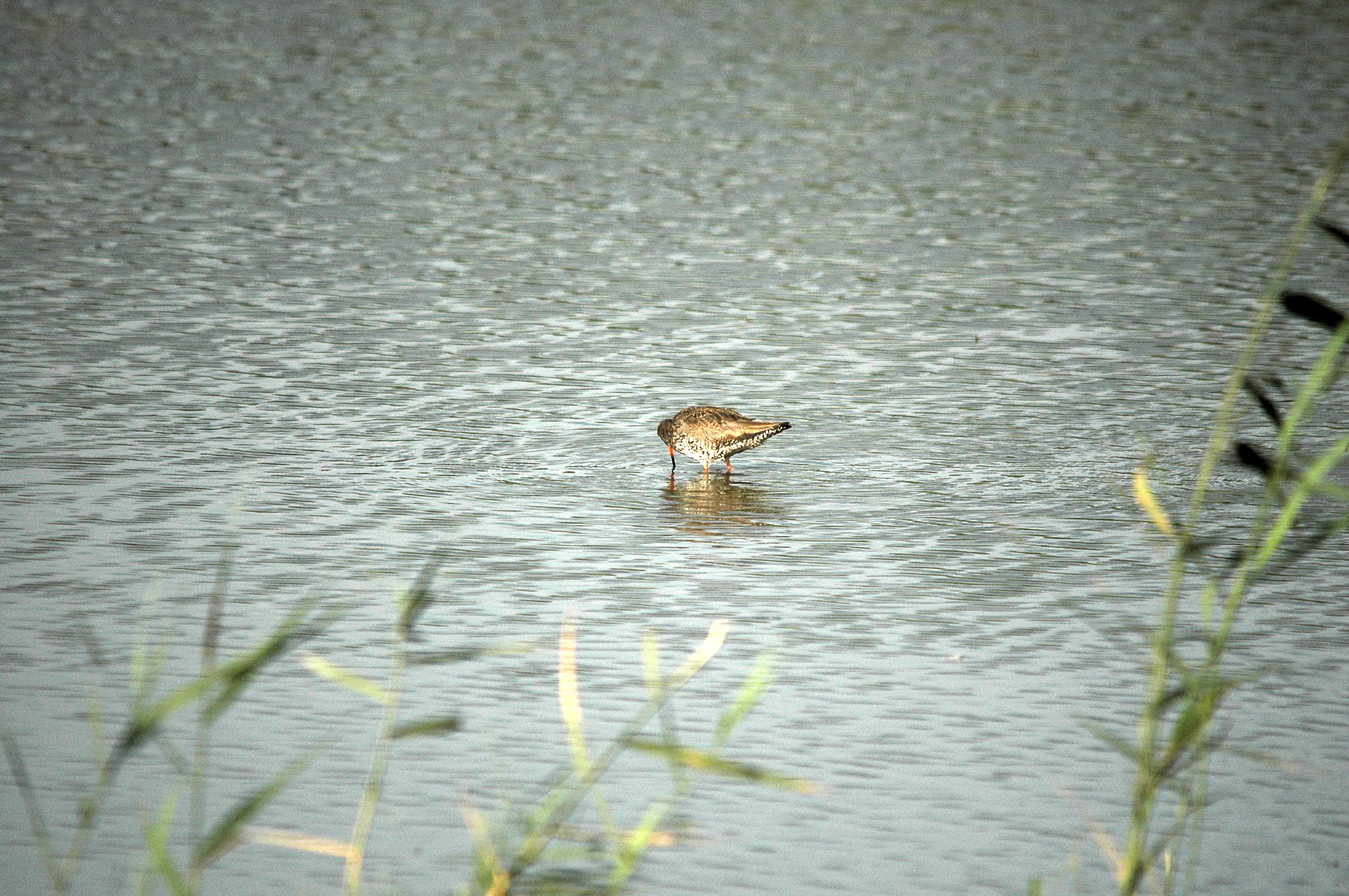 photos/wildlife/Bird_Species/063-Waders/1554-Common_Redshank/dsc_2949.jpg