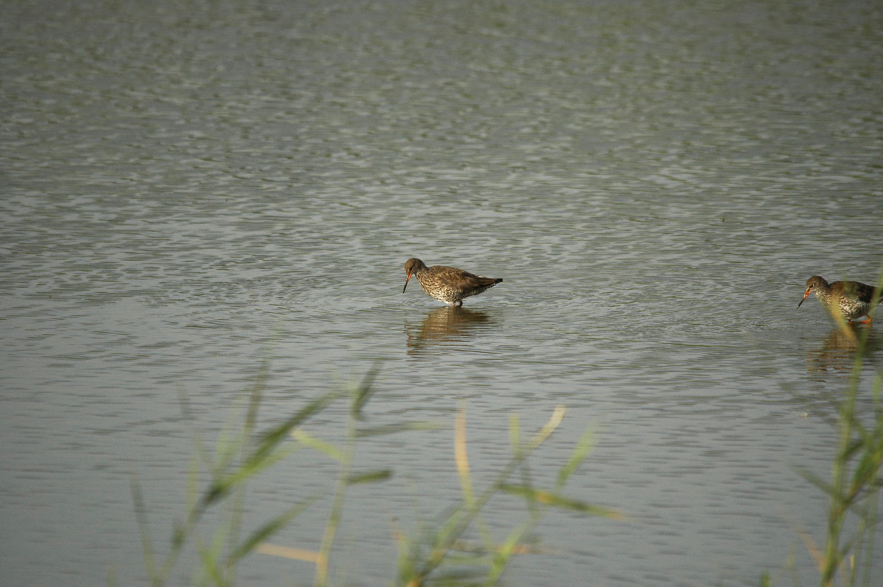 photos/wildlife/Bird_Species/063-Waders/1554-Common_Redshank/dsc_2951.jpg