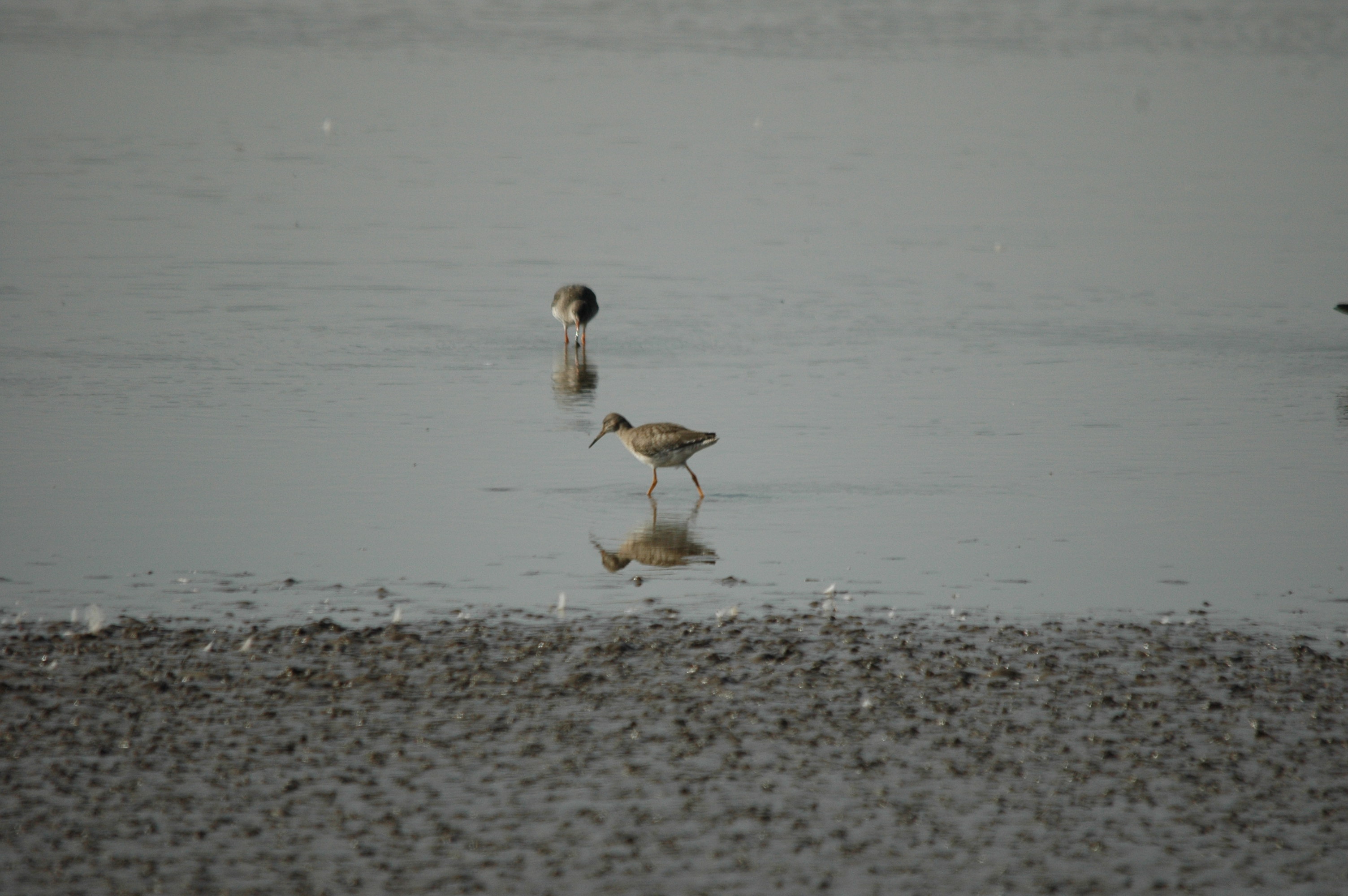 photos/wildlife/Bird_Species/063-Waders/1554-Common_Redshank/dsc_3411.jpg