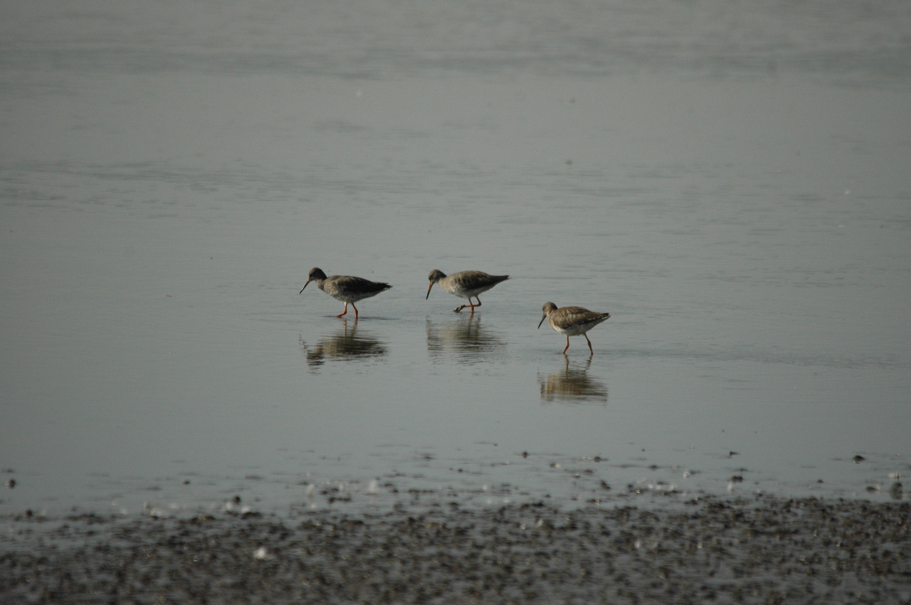 photos/wildlife/Bird_Species/063-Waders/1554-Common_Redshank/dsc_3412.jpg