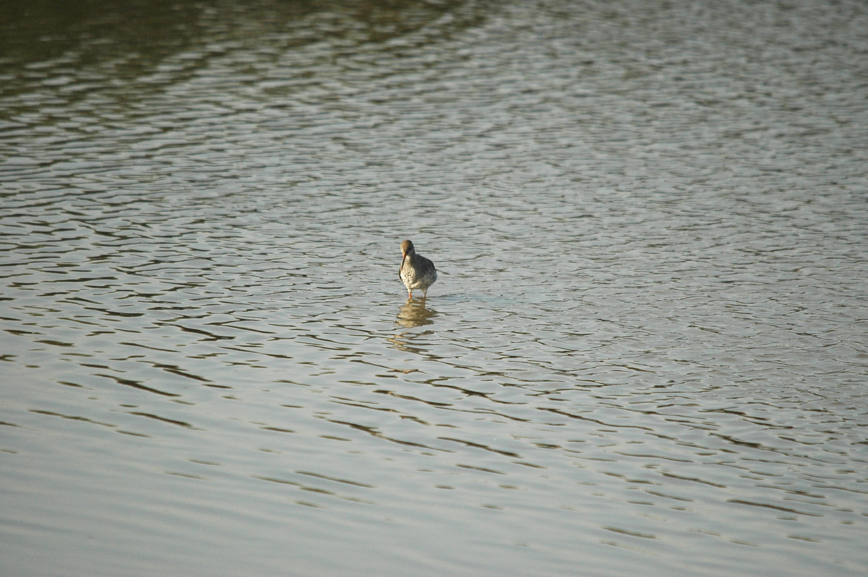 photos/wildlife/Bird_Species/063-Waders/1554-Common_Redshank/dsc_3413.jpg