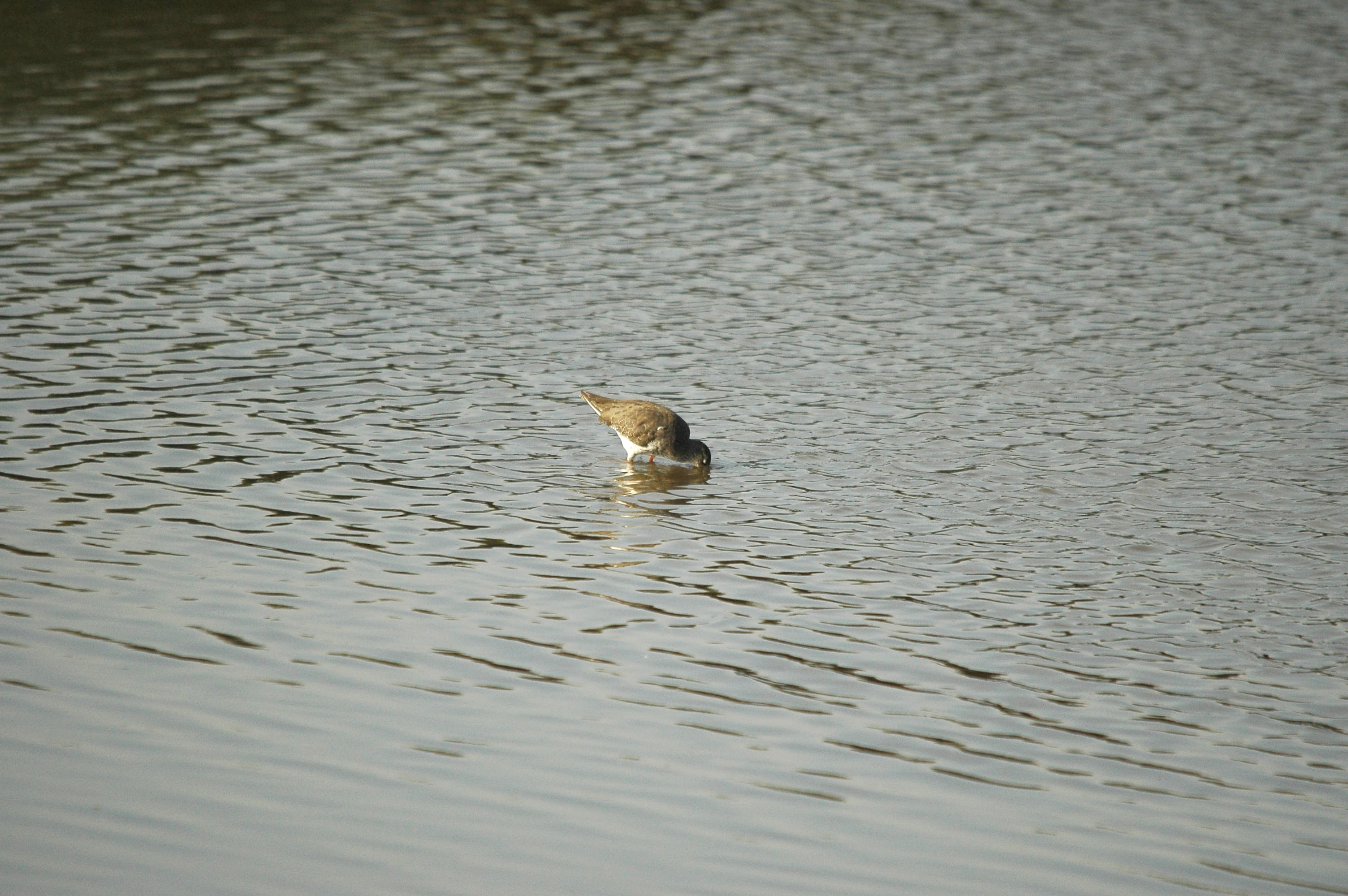 photos/wildlife/Bird_Species/063-Waders/1554-Common_Redshank/dsc_3414.jpg