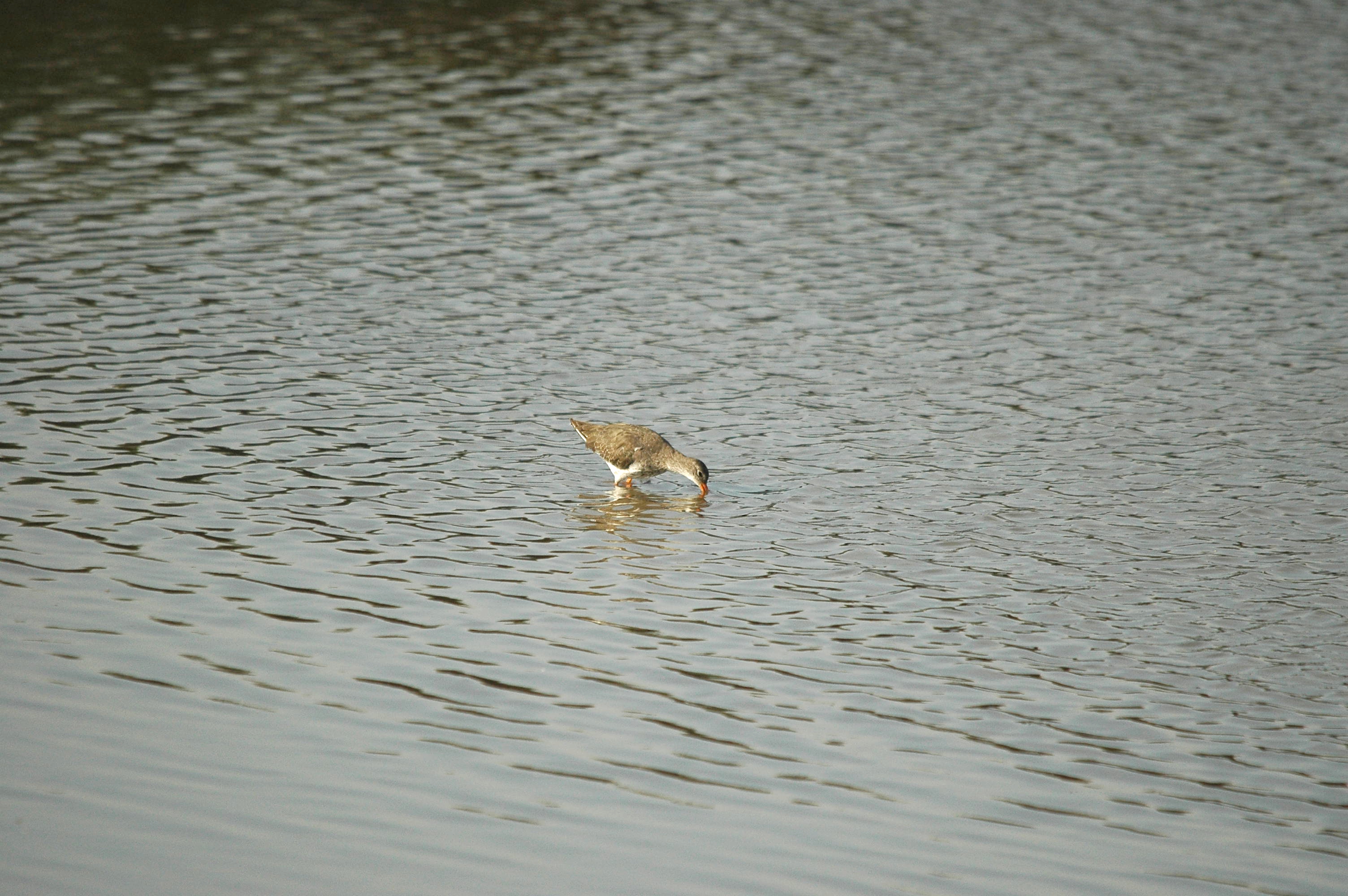 photos/wildlife/Bird_Species/063-Waders/1554-Common_Redshank/dsc_3415.jpg