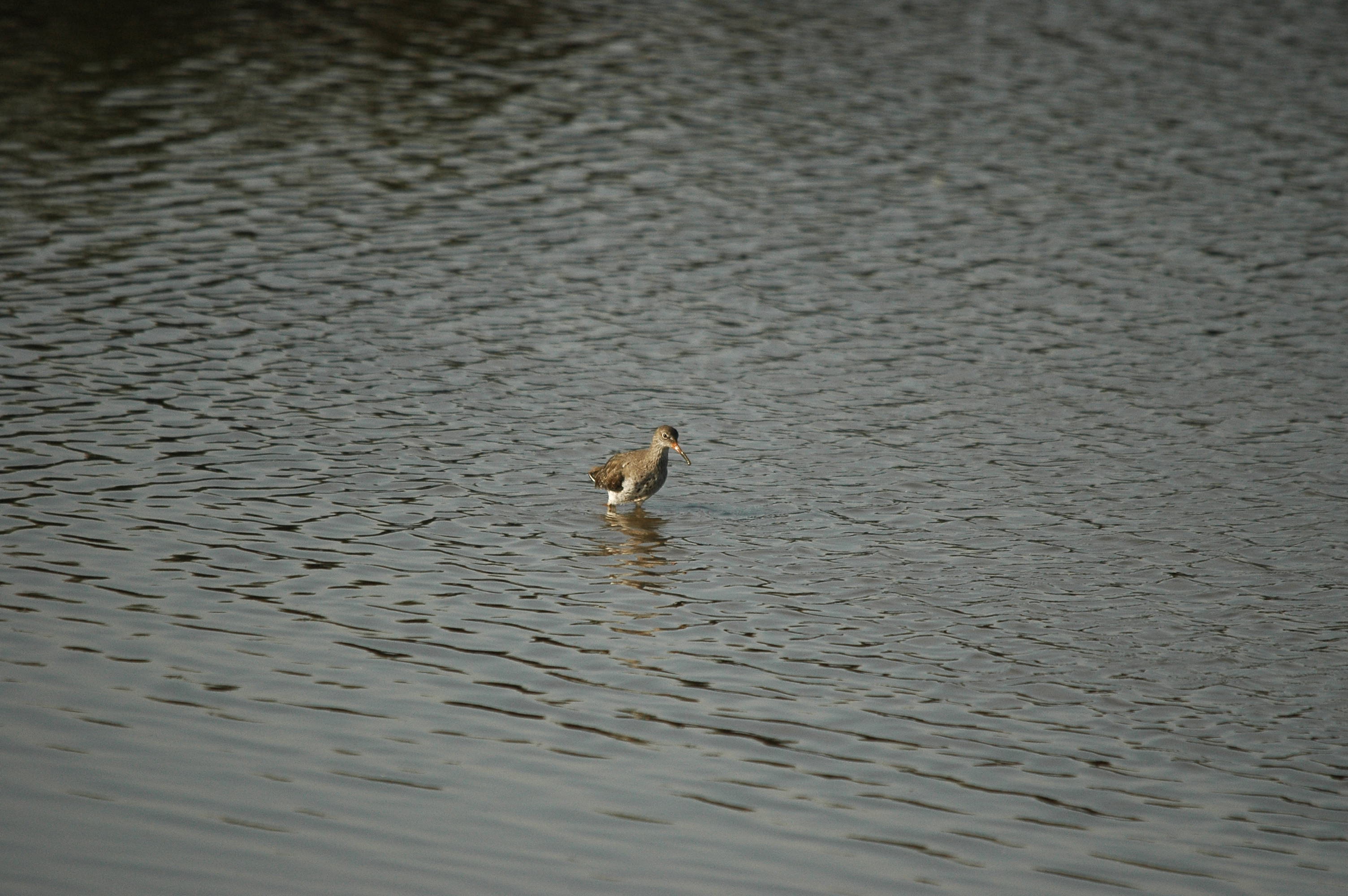 photos/wildlife/Bird_Species/063-Waders/1554-Common_Redshank/dsc_3417.jpg