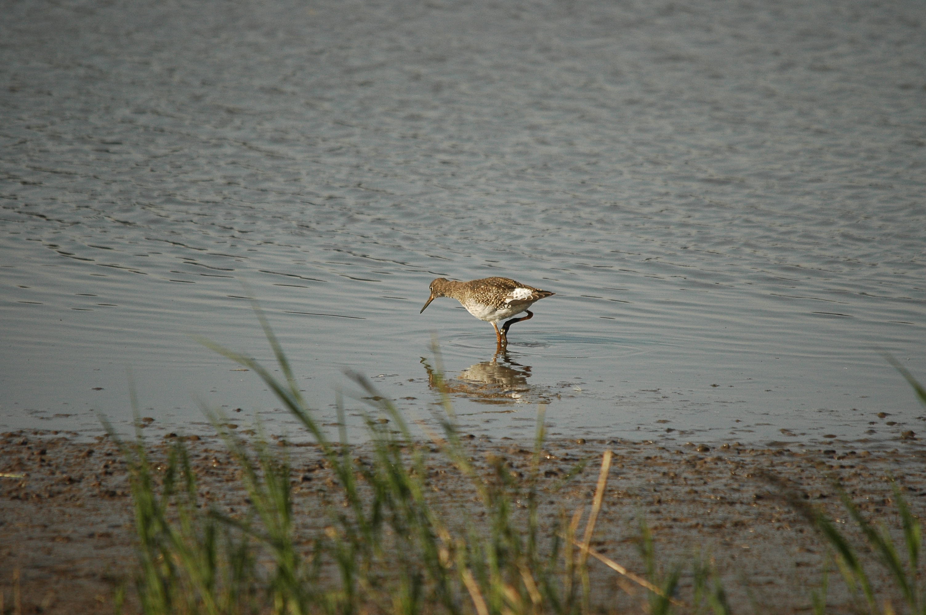 photos/wildlife/Bird_Species/063-Waders/1554-Common_Redshank/dsc_3418.jpg