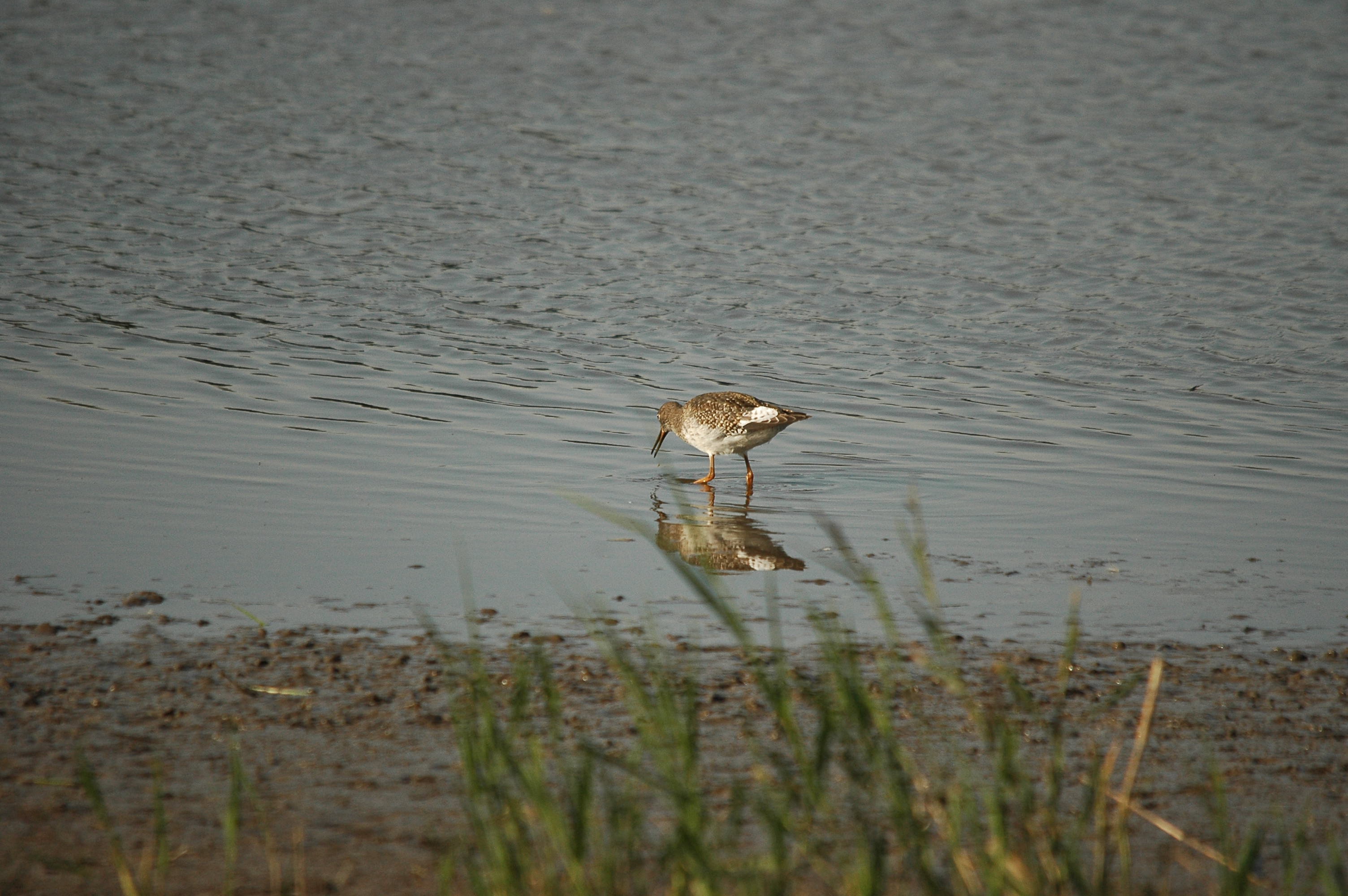 photos/wildlife/Bird_Species/063-Waders/1554-Common_Redshank/dsc_3419.jpg