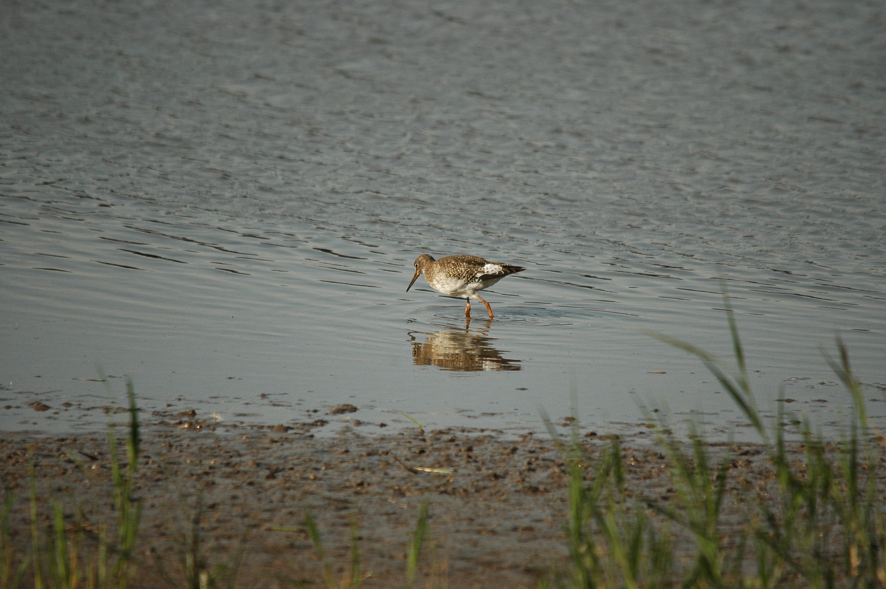 photos/wildlife/Bird_Species/063-Waders/1554-Common_Redshank/dsc_3420.jpg