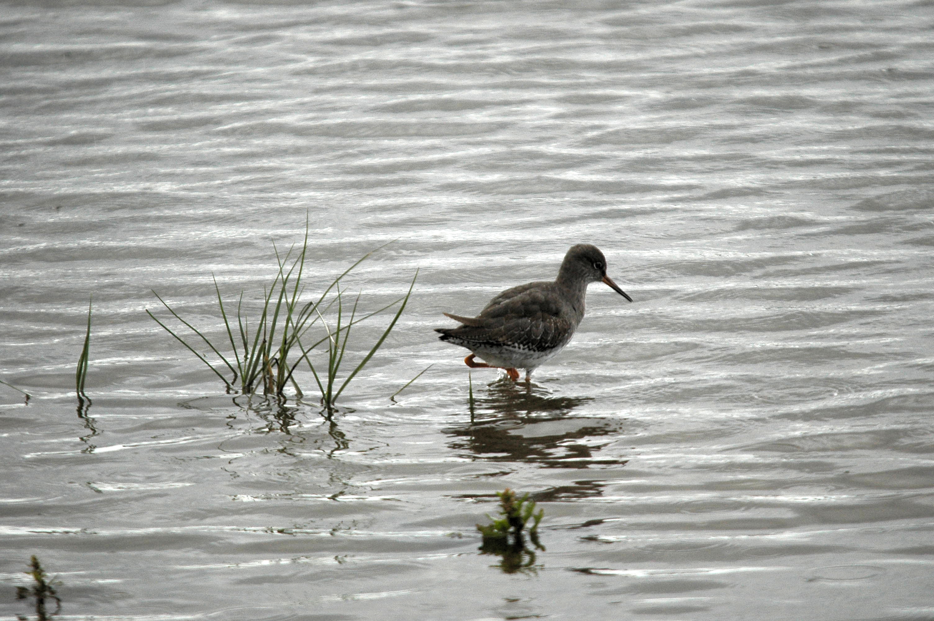 photos/wildlife/Bird_Species/063-Waders/1554-Common_Redshank/dsc_3442.jpg