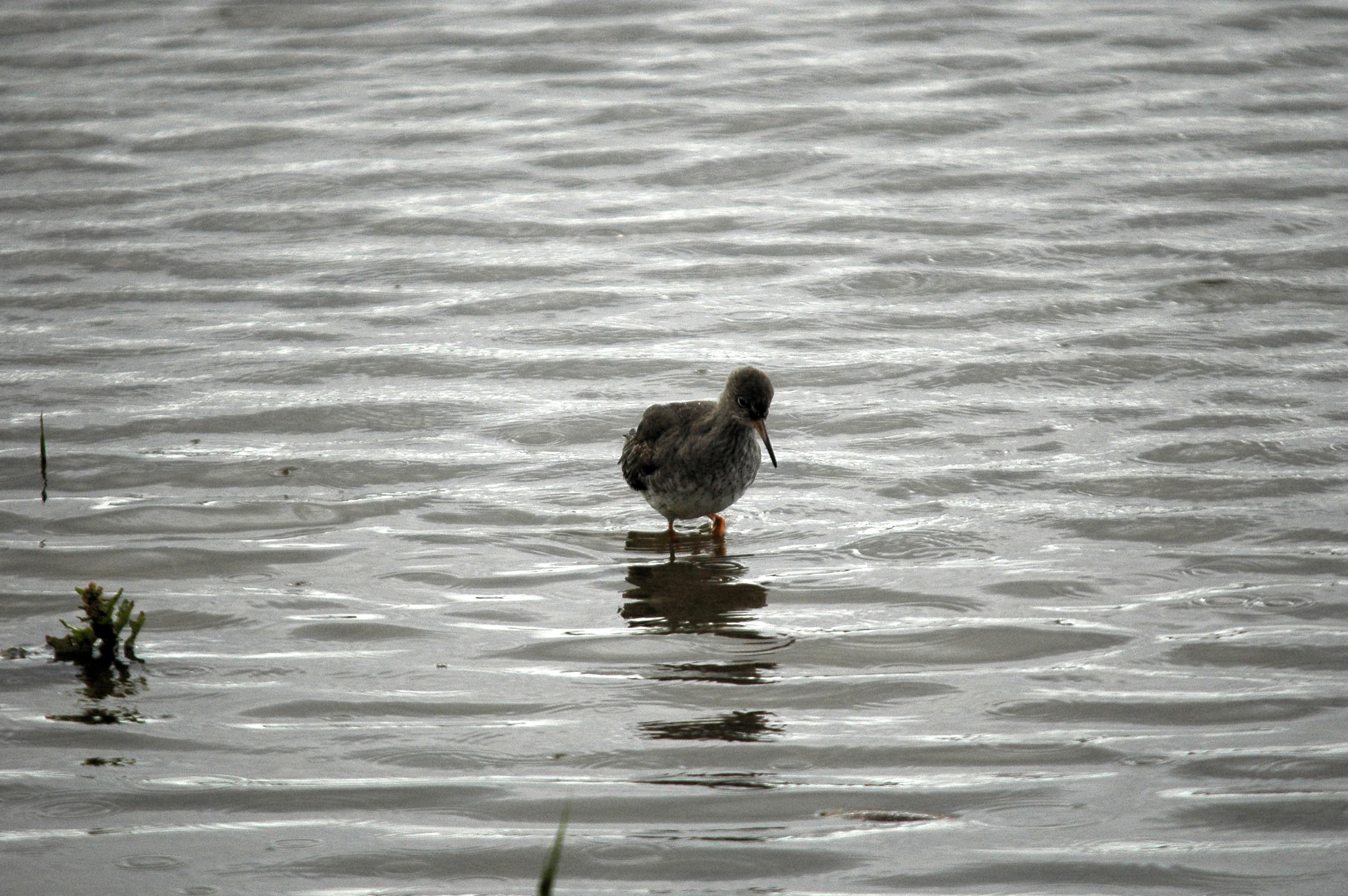photos/wildlife/Bird_Species/063-Waders/1554-Common_Redshank/dsc_3443.jpg