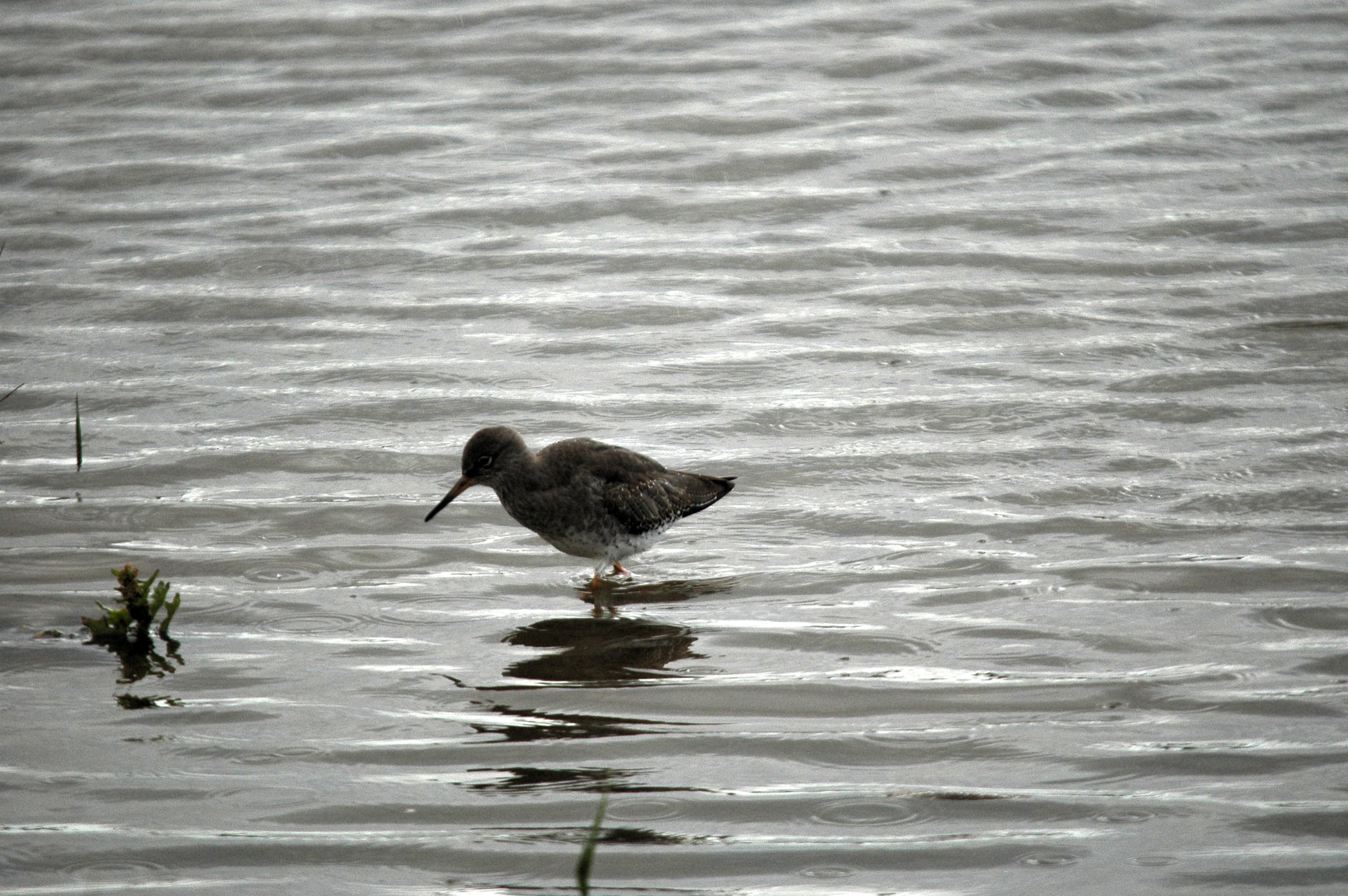 photos/wildlife/Bird_Species/063-Waders/1554-Common_Redshank/dsc_3444.jpg