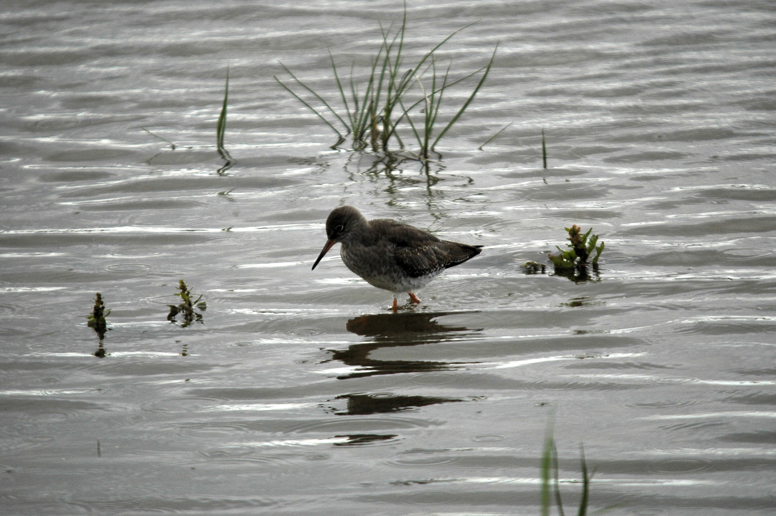 photos/wildlife/Bird_Species/063-Waders/1554-Common_Redshank/dsc_3445.jpg