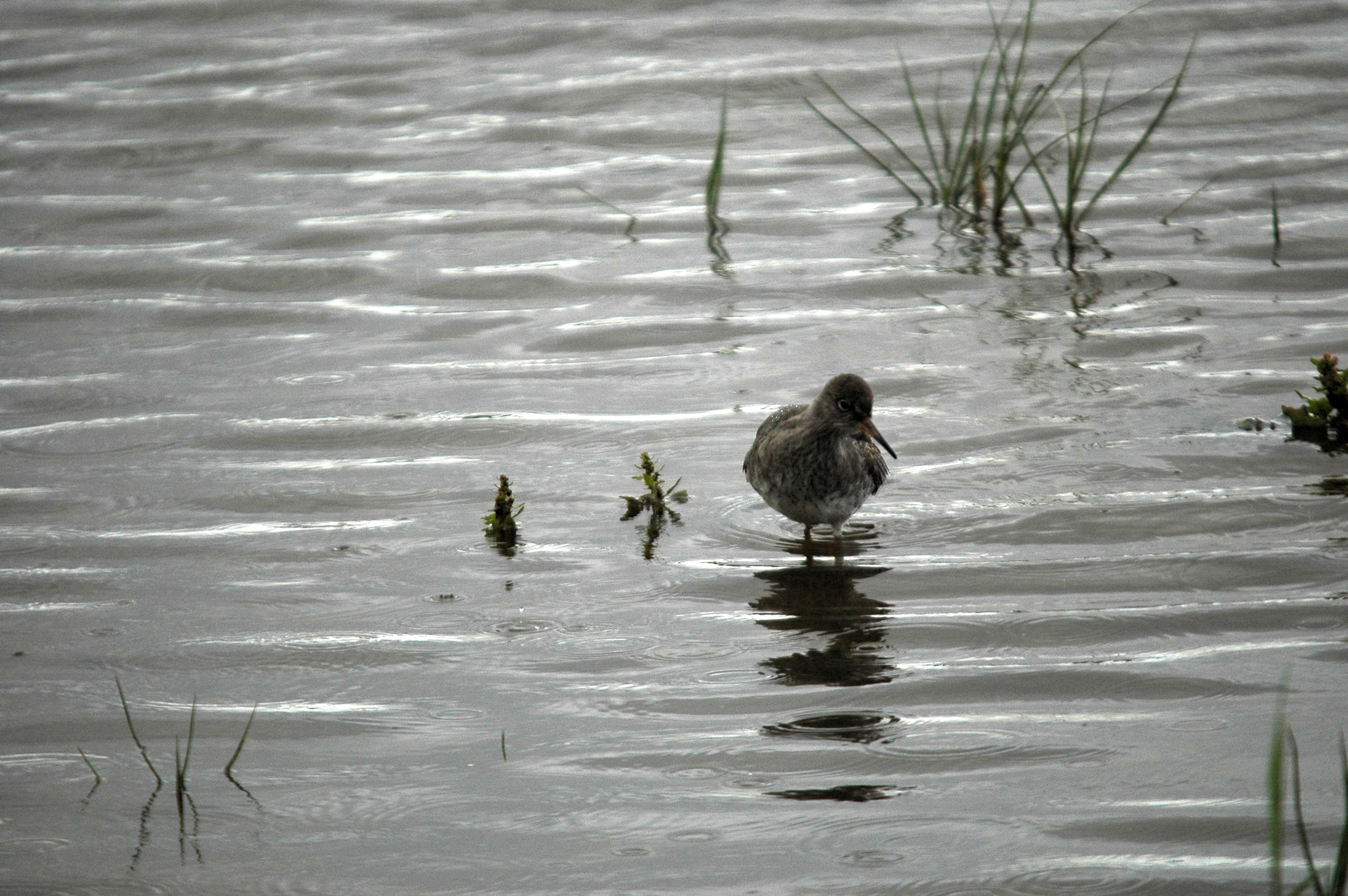 photos/wildlife/Bird_Species/063-Waders/1554-Common_Redshank/dsc_3447.jpg
