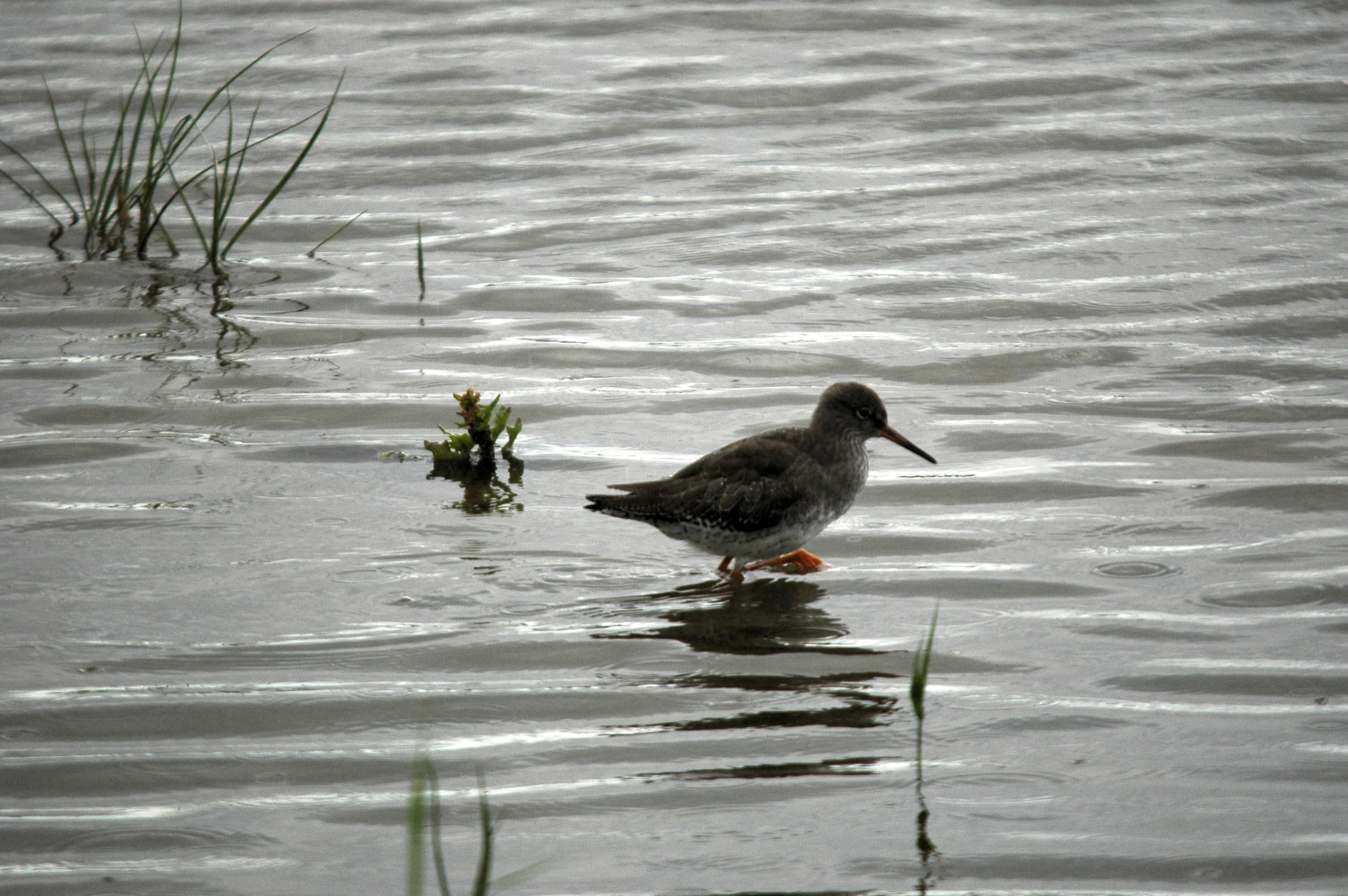 photos/wildlife/Bird_Species/063-Waders/1554-Common_Redshank/dsc_3448.jpg