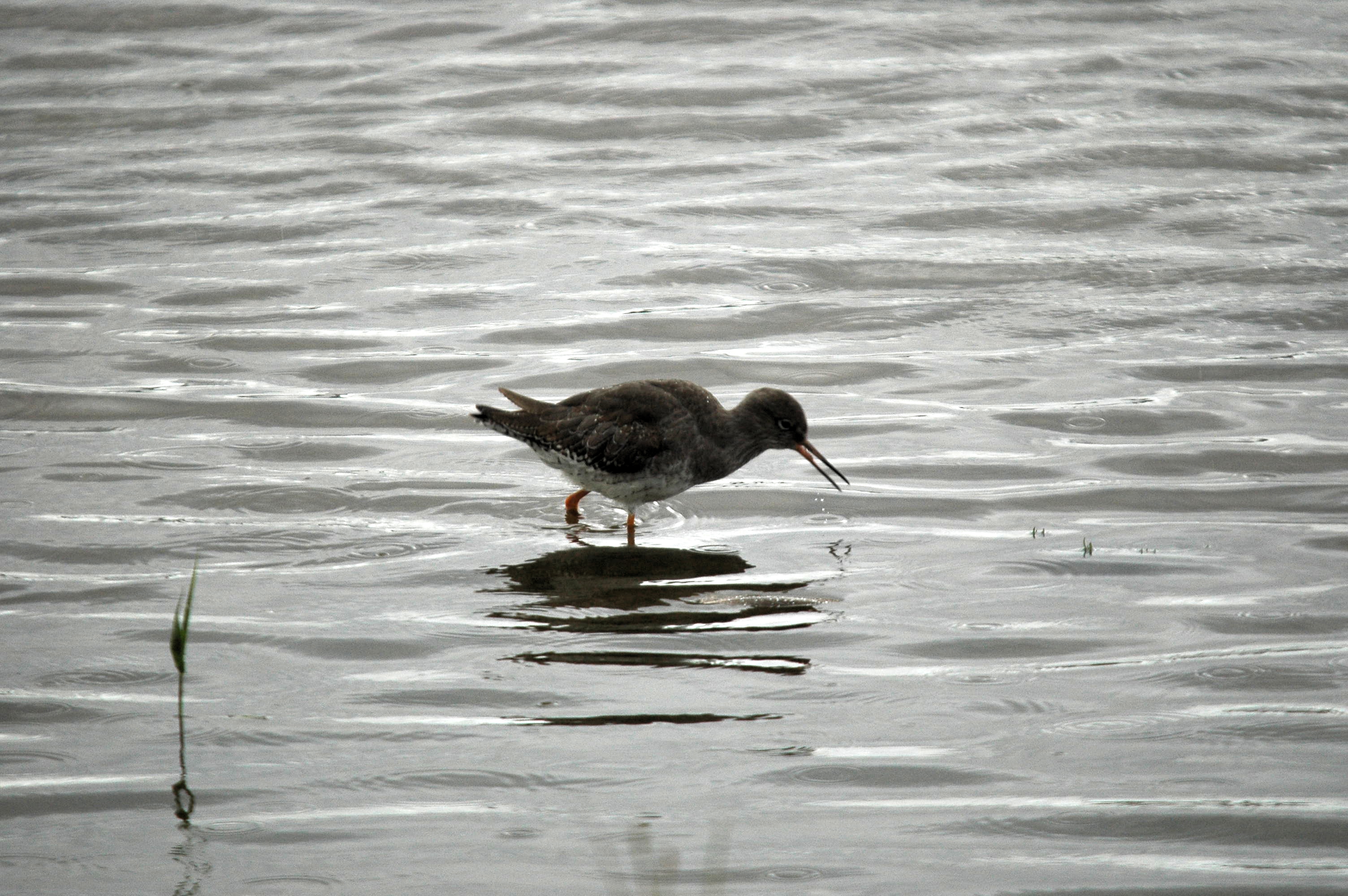 photos/wildlife/Bird_Species/063-Waders/1554-Common_Redshank/dsc_3449.jpg