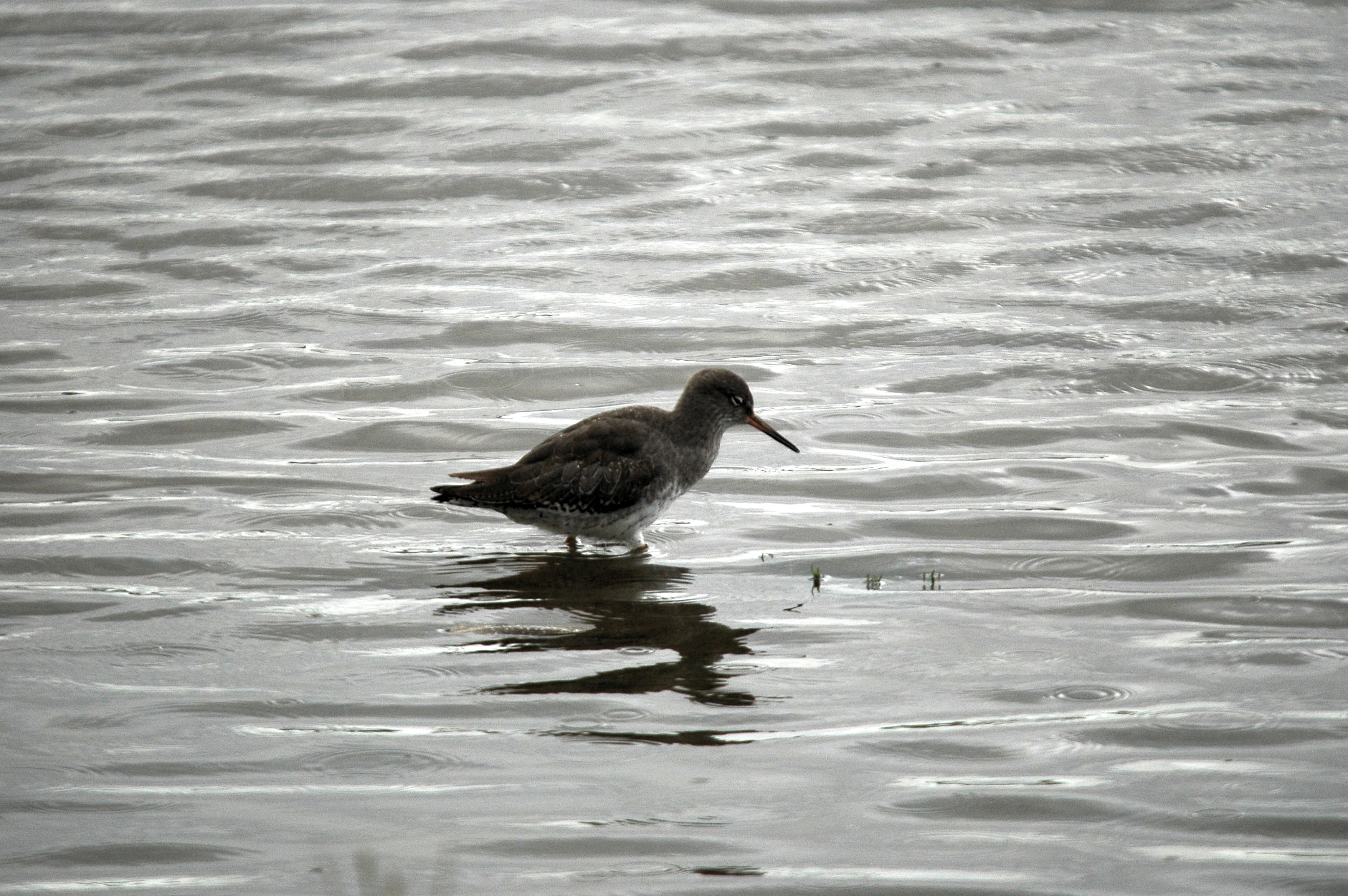 photos/wildlife/Bird_Species/063-Waders/1554-Common_Redshank/dsc_3450.jpg