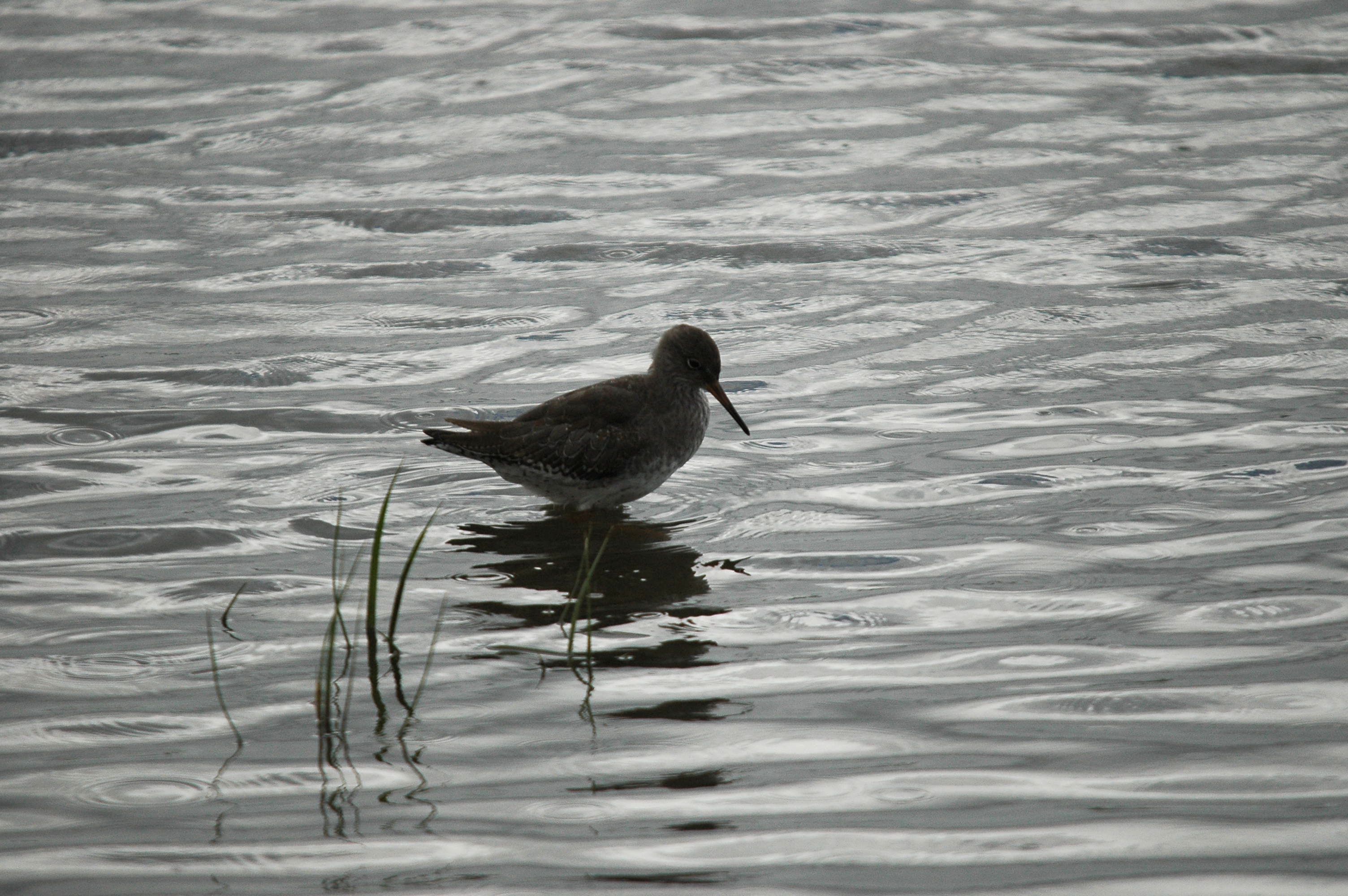 photos/wildlife/Bird_Species/063-Waders/1554-Common_Redshank/dsc_3451.jpg