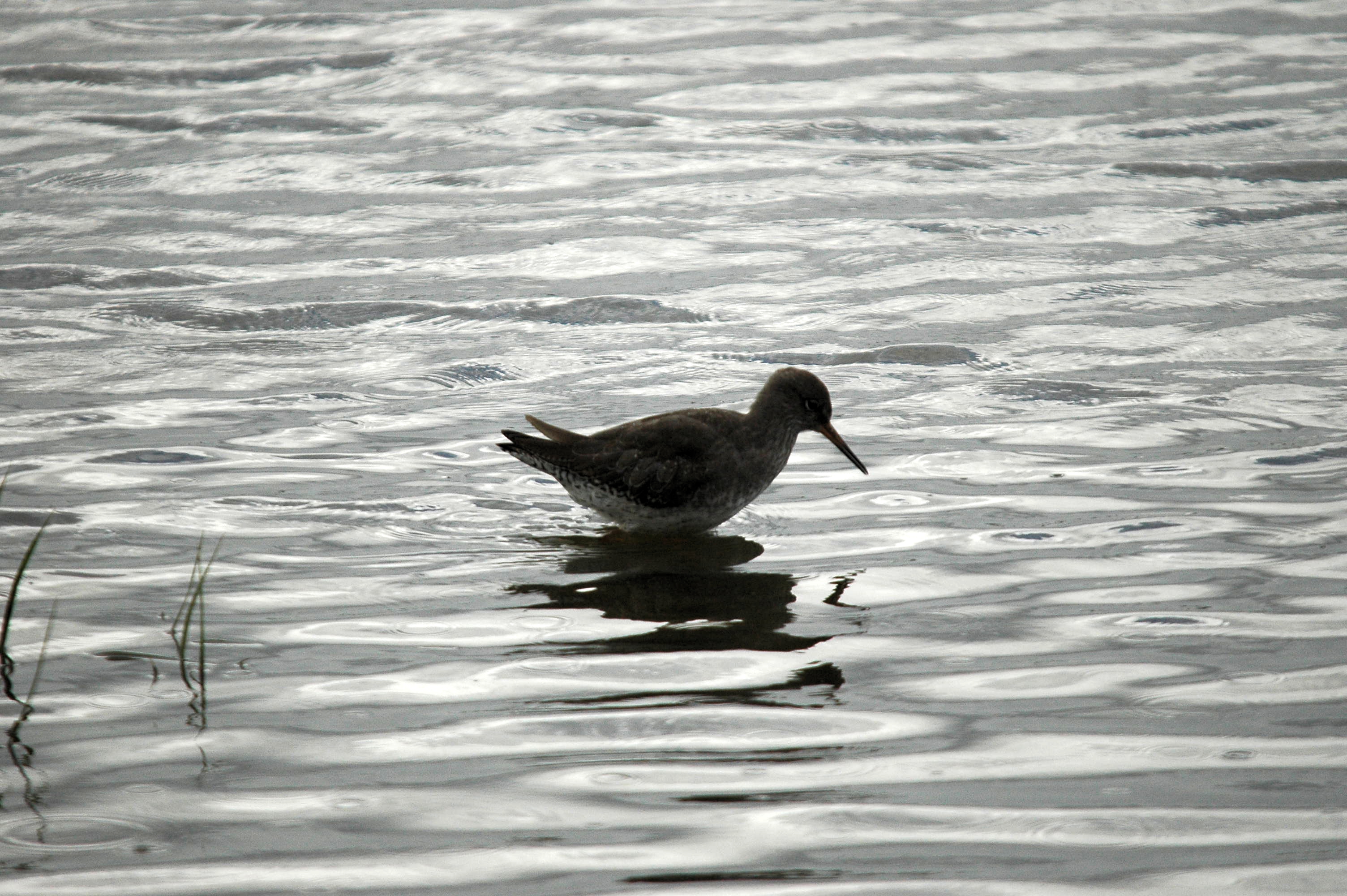 photos/wildlife/Bird_Species/063-Waders/1554-Common_Redshank/dsc_3452.jpg