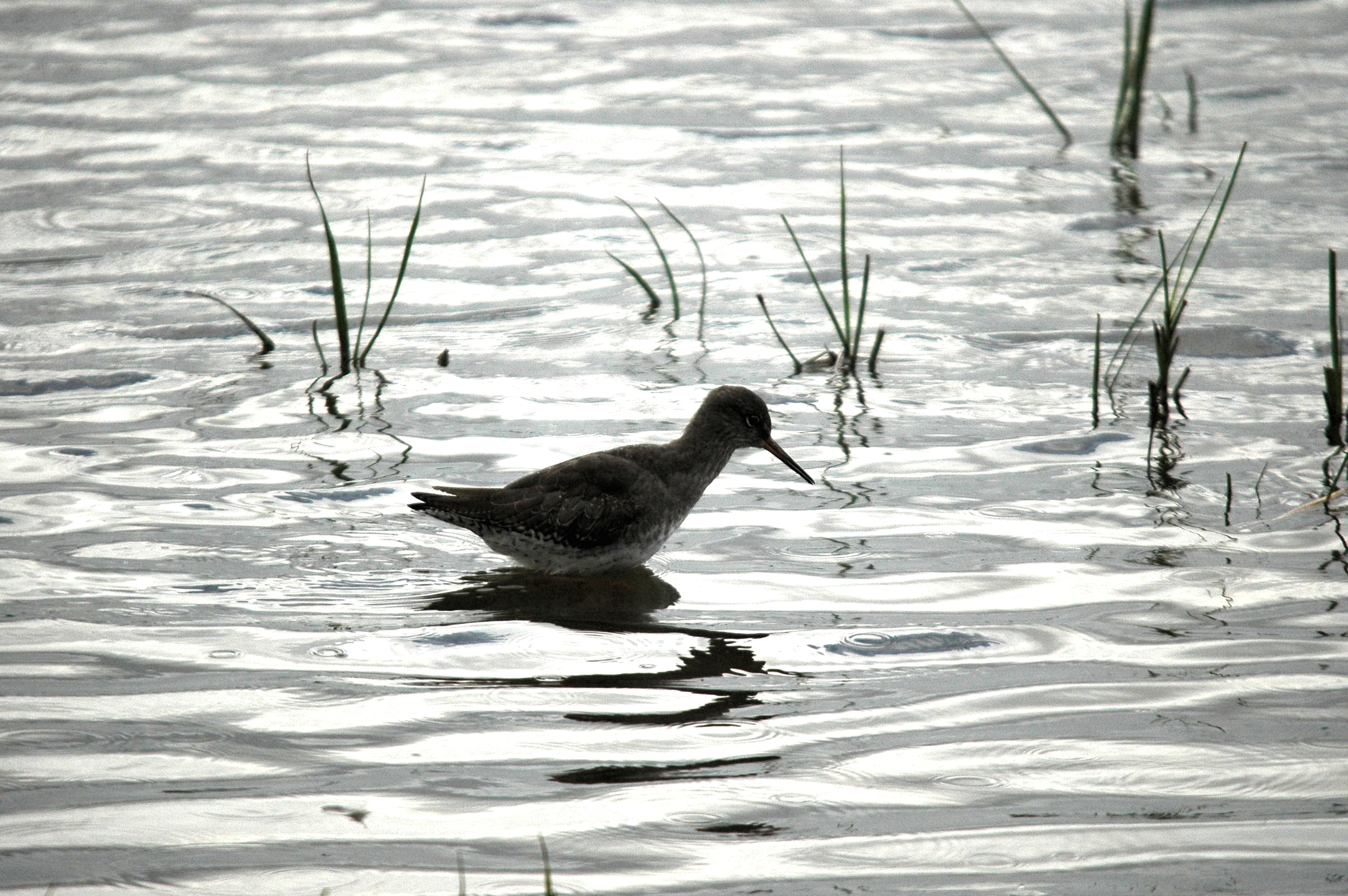 photos/wildlife/Bird_Species/063-Waders/1554-Common_Redshank/dsc_3453.jpg