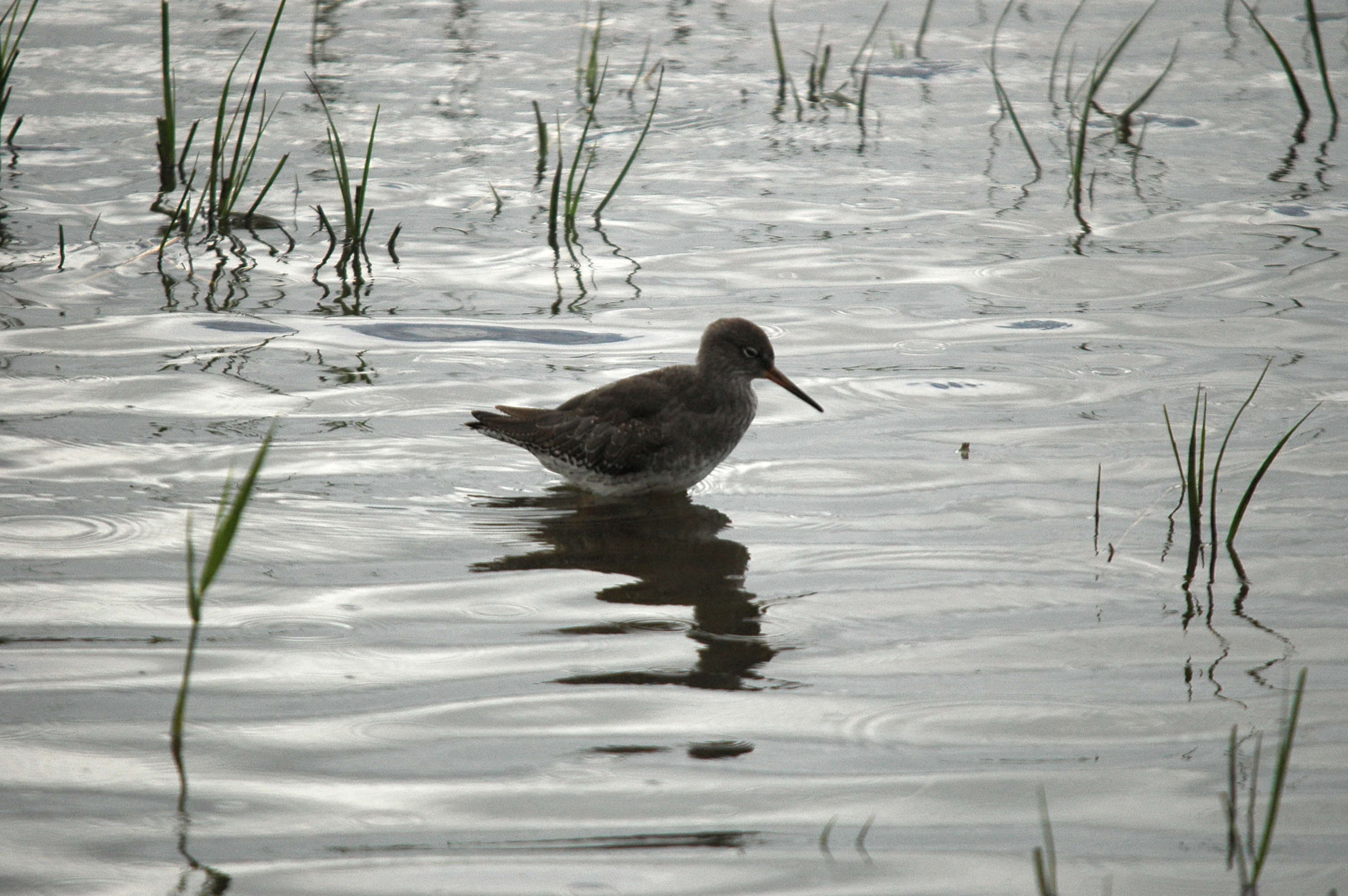 photos/wildlife/Bird_Species/063-Waders/1554-Common_Redshank/dsc_3454.jpg