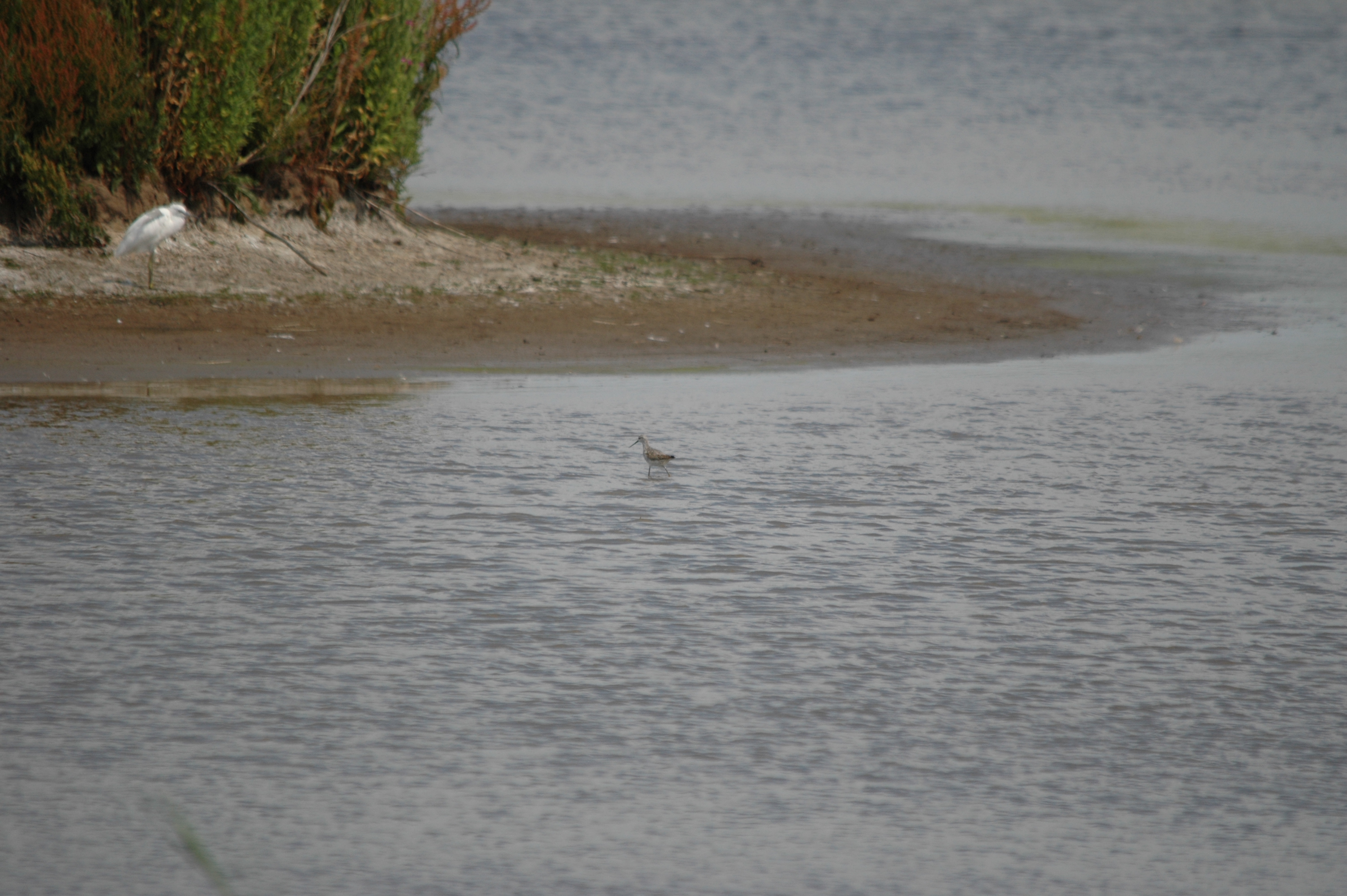 photos/wildlife/Bird_Species/063-Waders/1555-Marsh_Sandpiper/DSC_6736.JPG