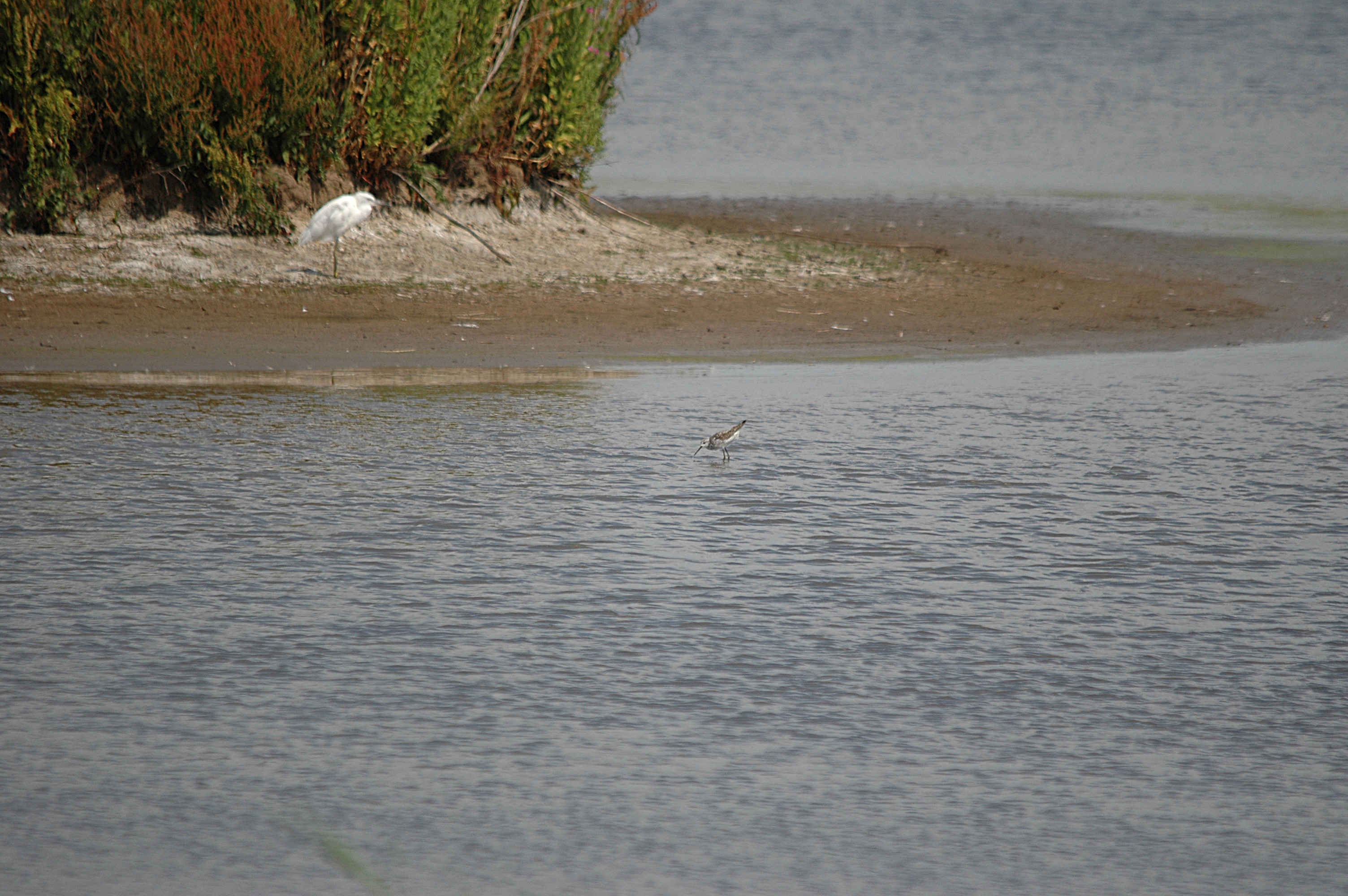 photos/wildlife/Bird_Species/063-Waders/1555-Marsh_Sandpiper/DSC_6737.JPG