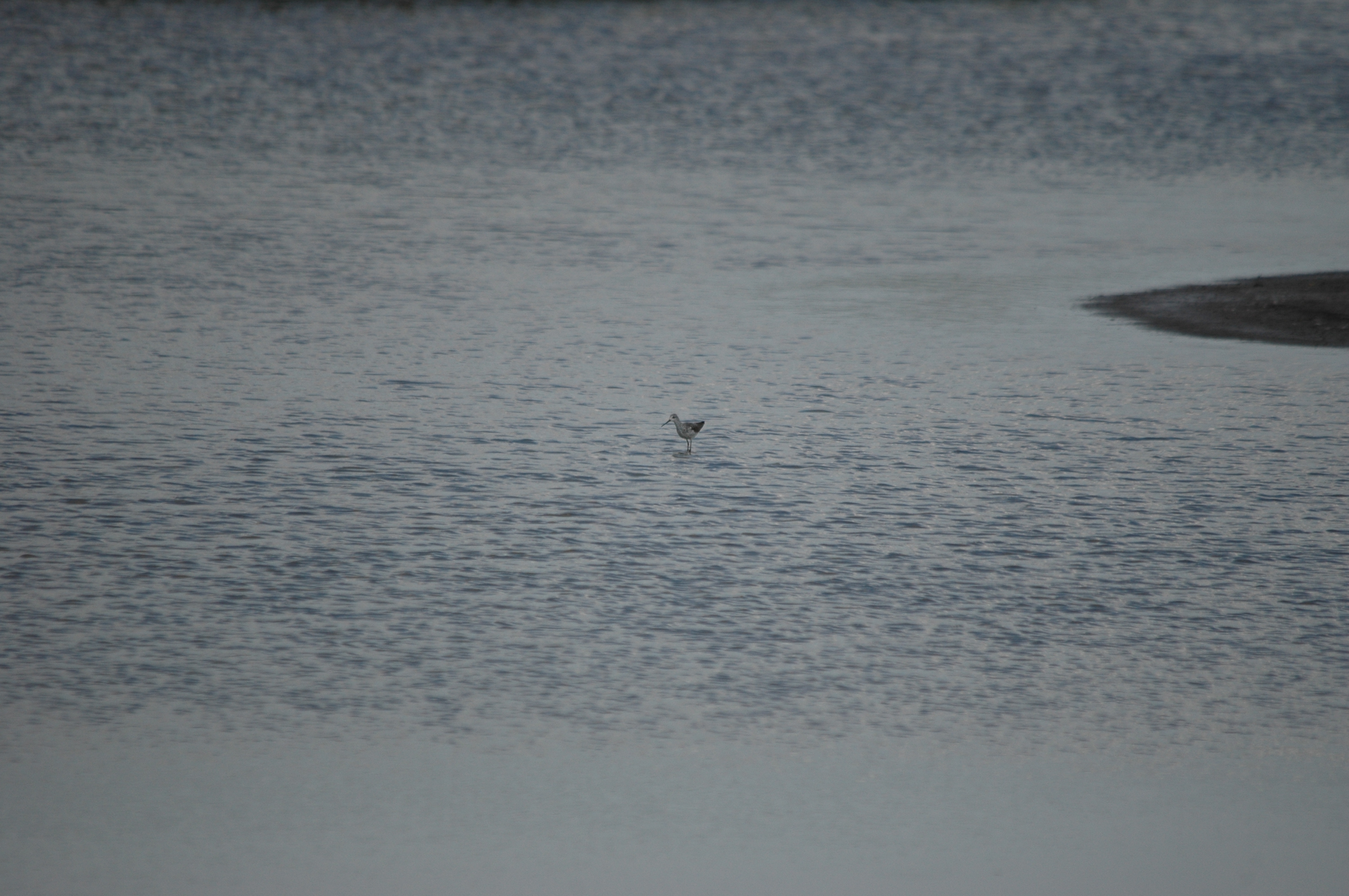 photos/wildlife/Bird_Species/063-Waders/1555-Marsh_Sandpiper/DSC_6738.JPG