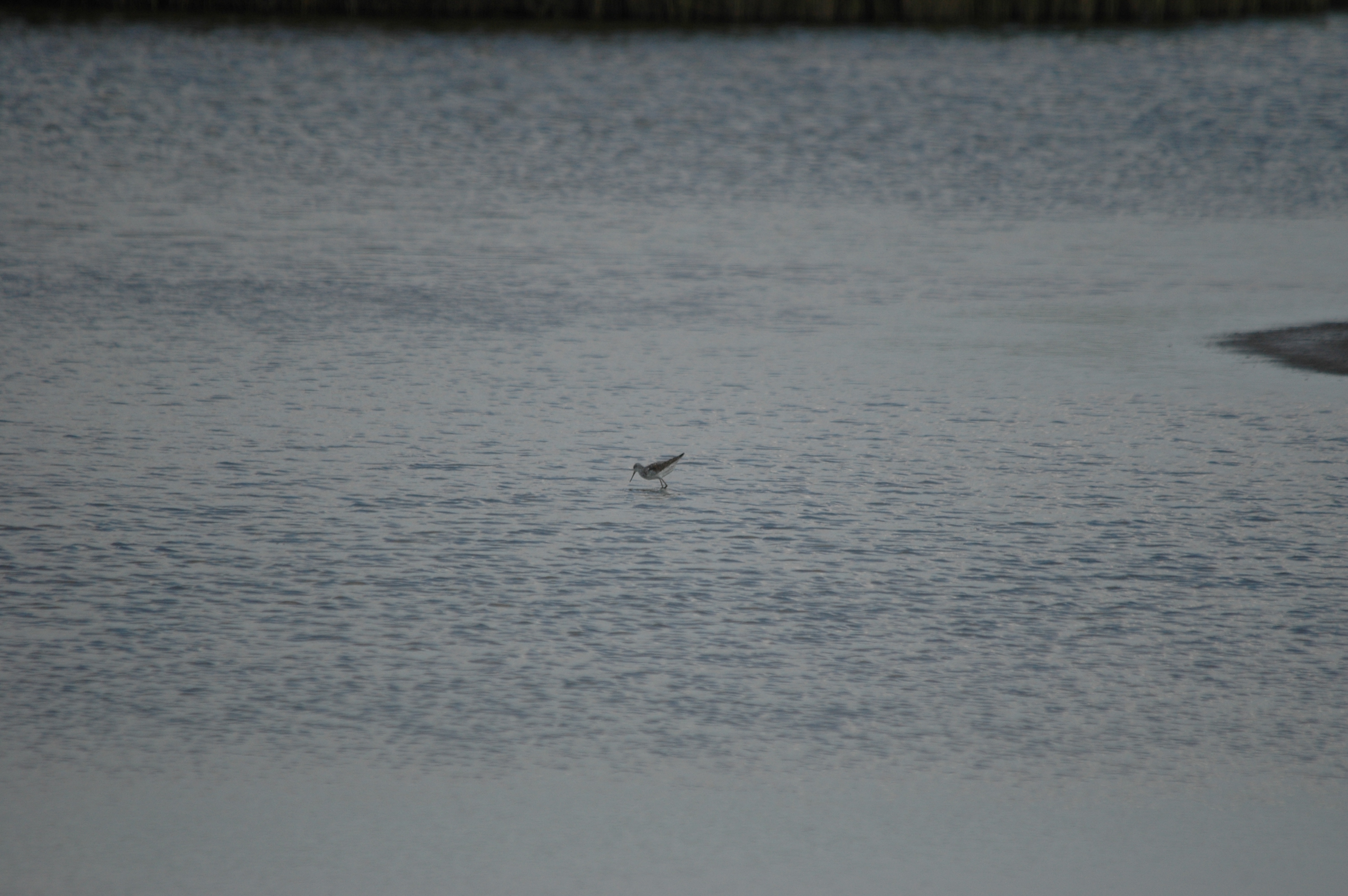 photos/wildlife/Bird_Species/063-Waders/1555-Marsh_Sandpiper/DSC_6739.JPG
