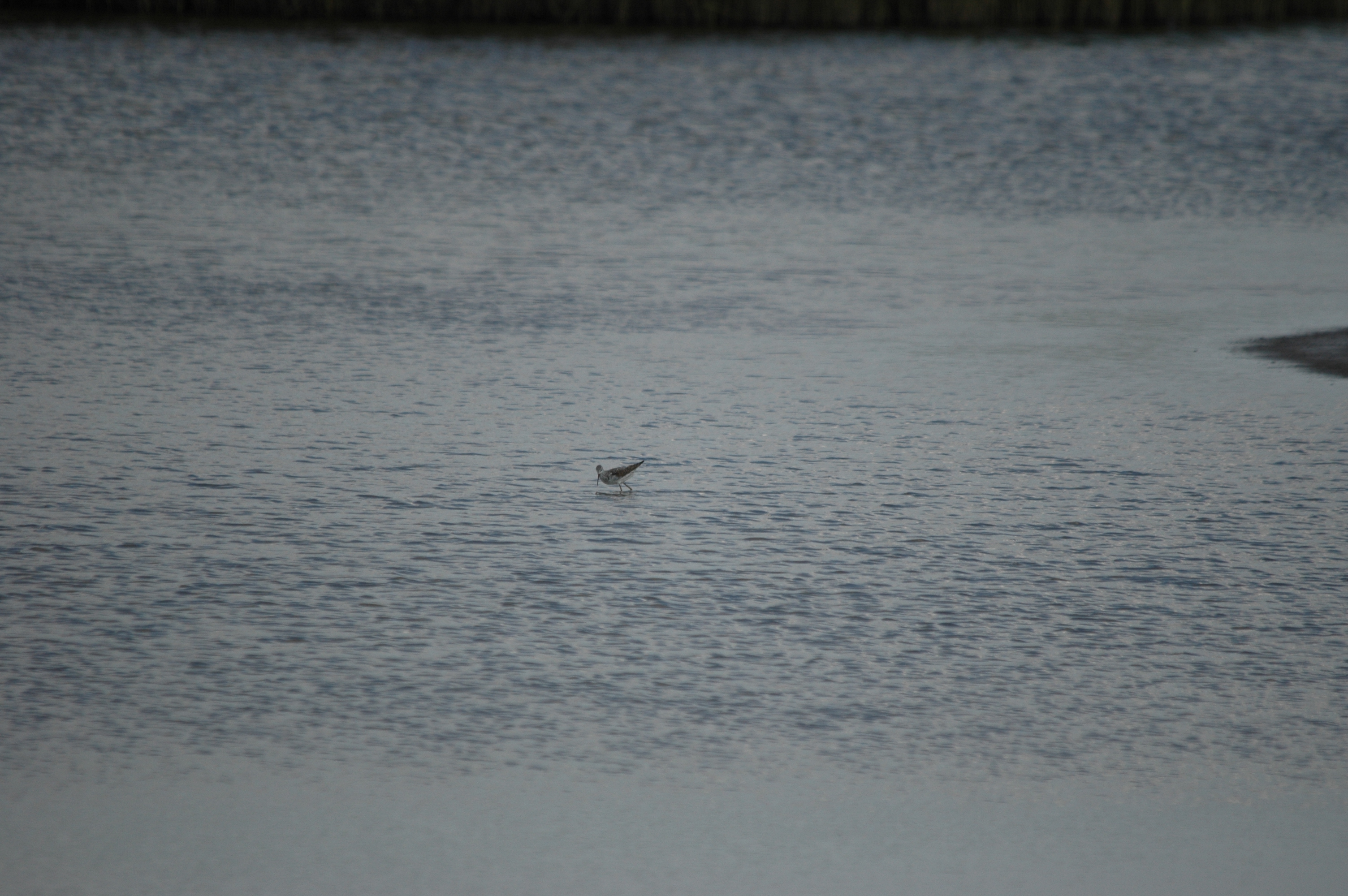 photos/wildlife/Bird_Species/063-Waders/1555-Marsh_Sandpiper/DSC_6740.JPG