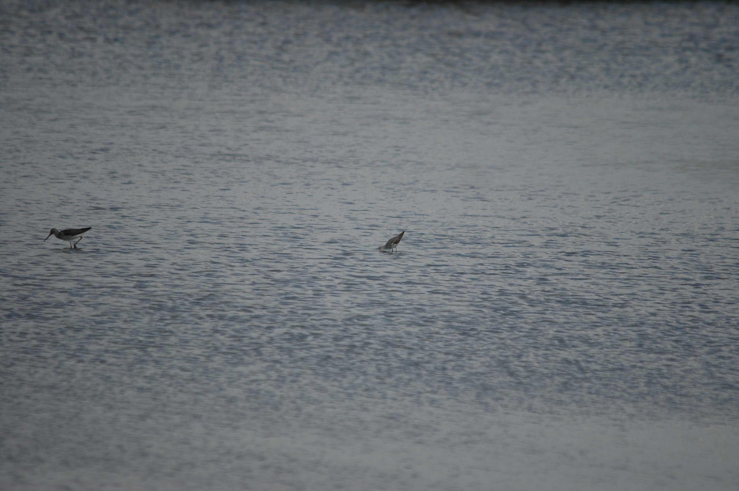 photos/wildlife/Bird_Species/063-Waders/1555-Marsh_Sandpiper/DSC_6741.JPG