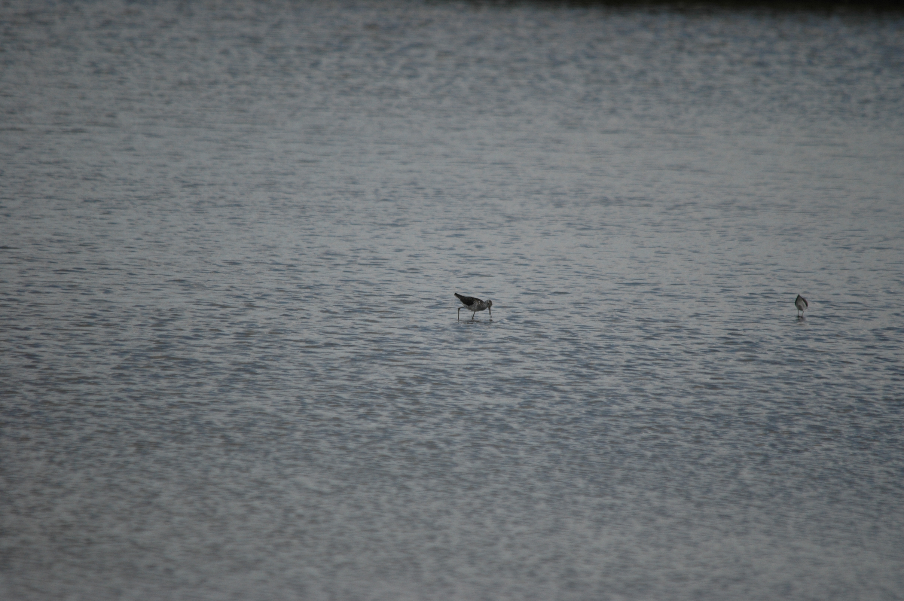 photos/wildlife/Bird_Species/063-Waders/1555-Marsh_Sandpiper/DSC_6742.JPG