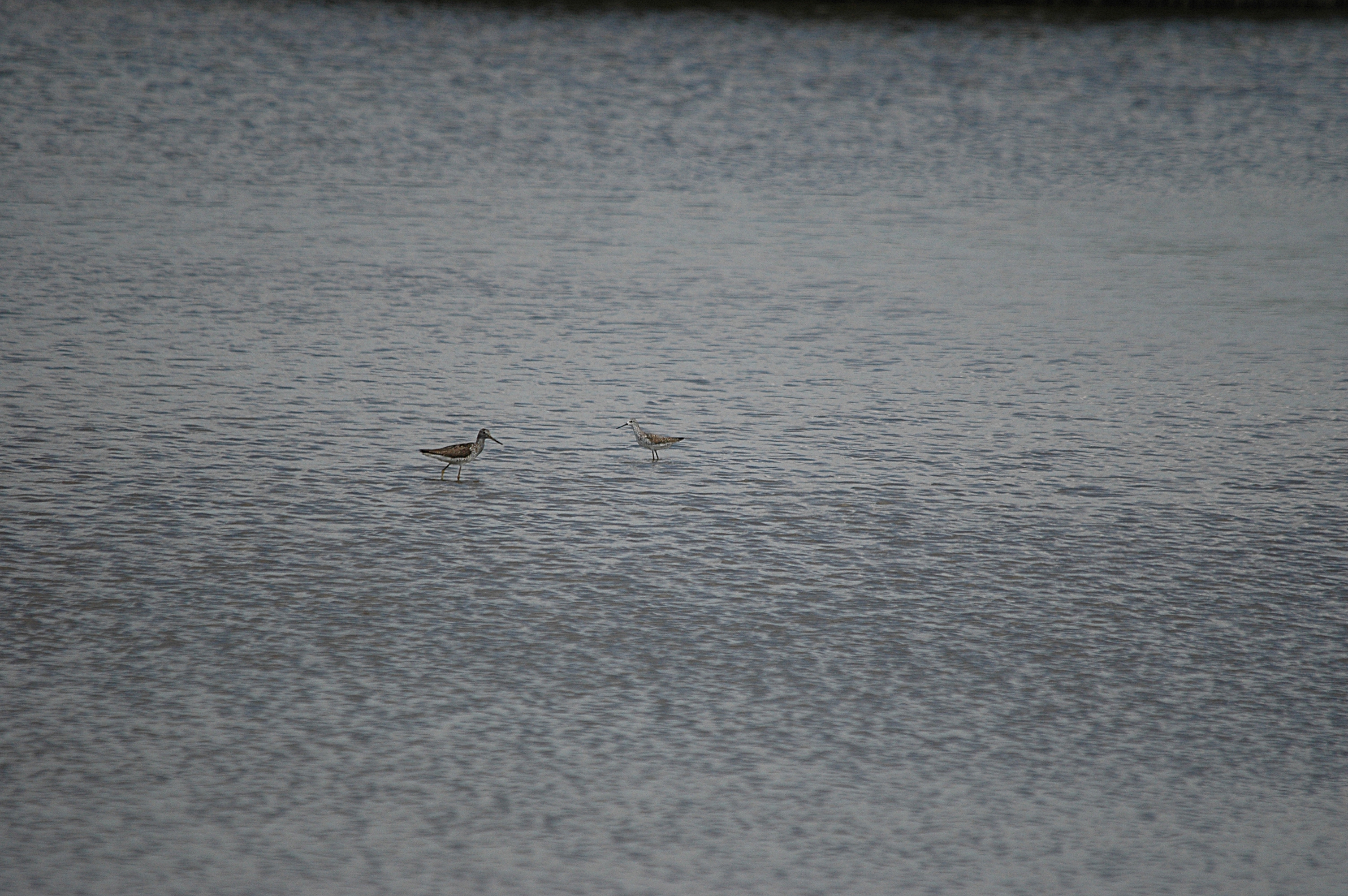 photos/wildlife/Bird_Species/063-Waders/1555-Marsh_Sandpiper/DSC_6743.JPG