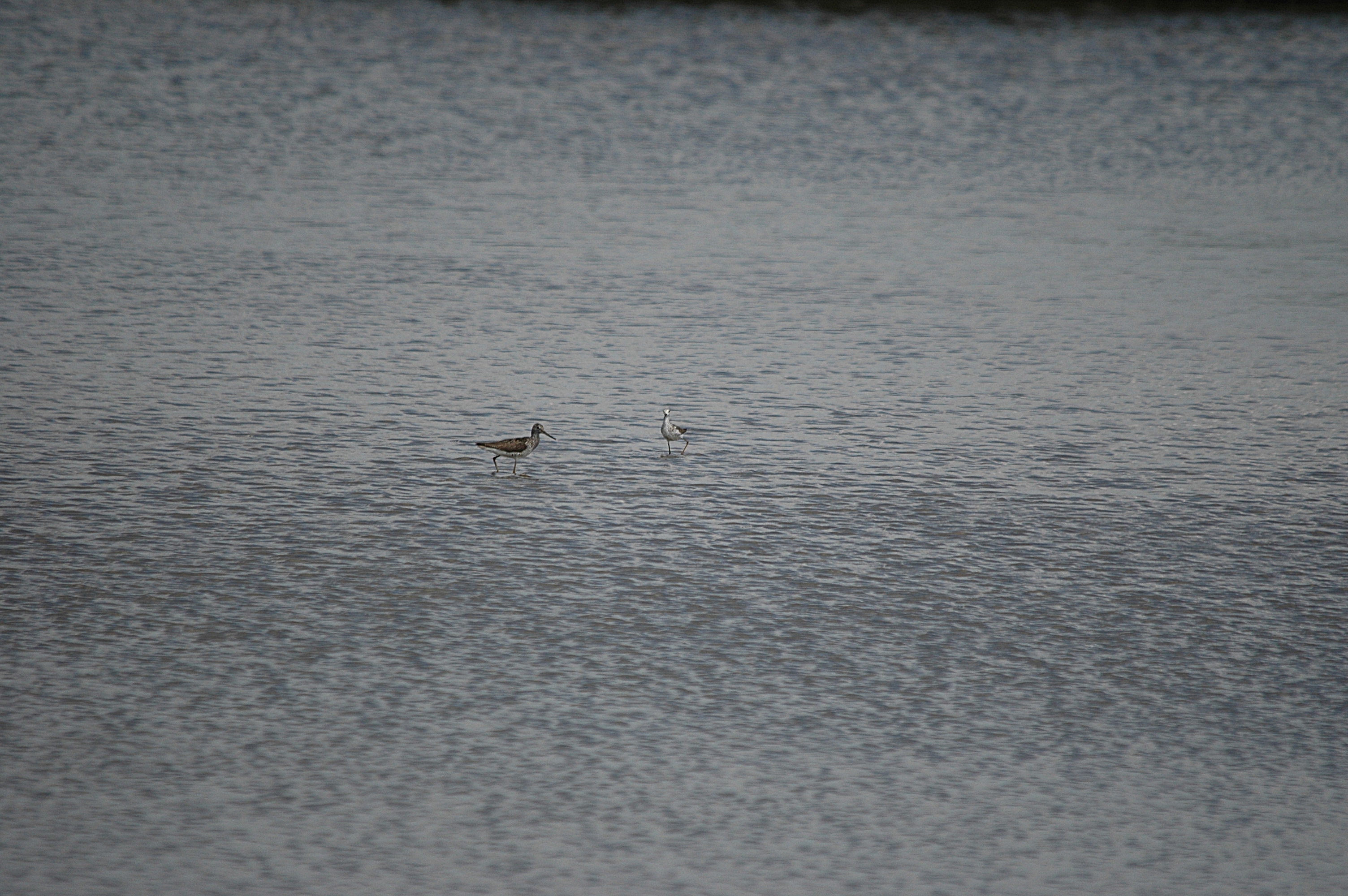 photos/wildlife/Bird_Species/063-Waders/1555-Marsh_Sandpiper/DSC_6744.JPG