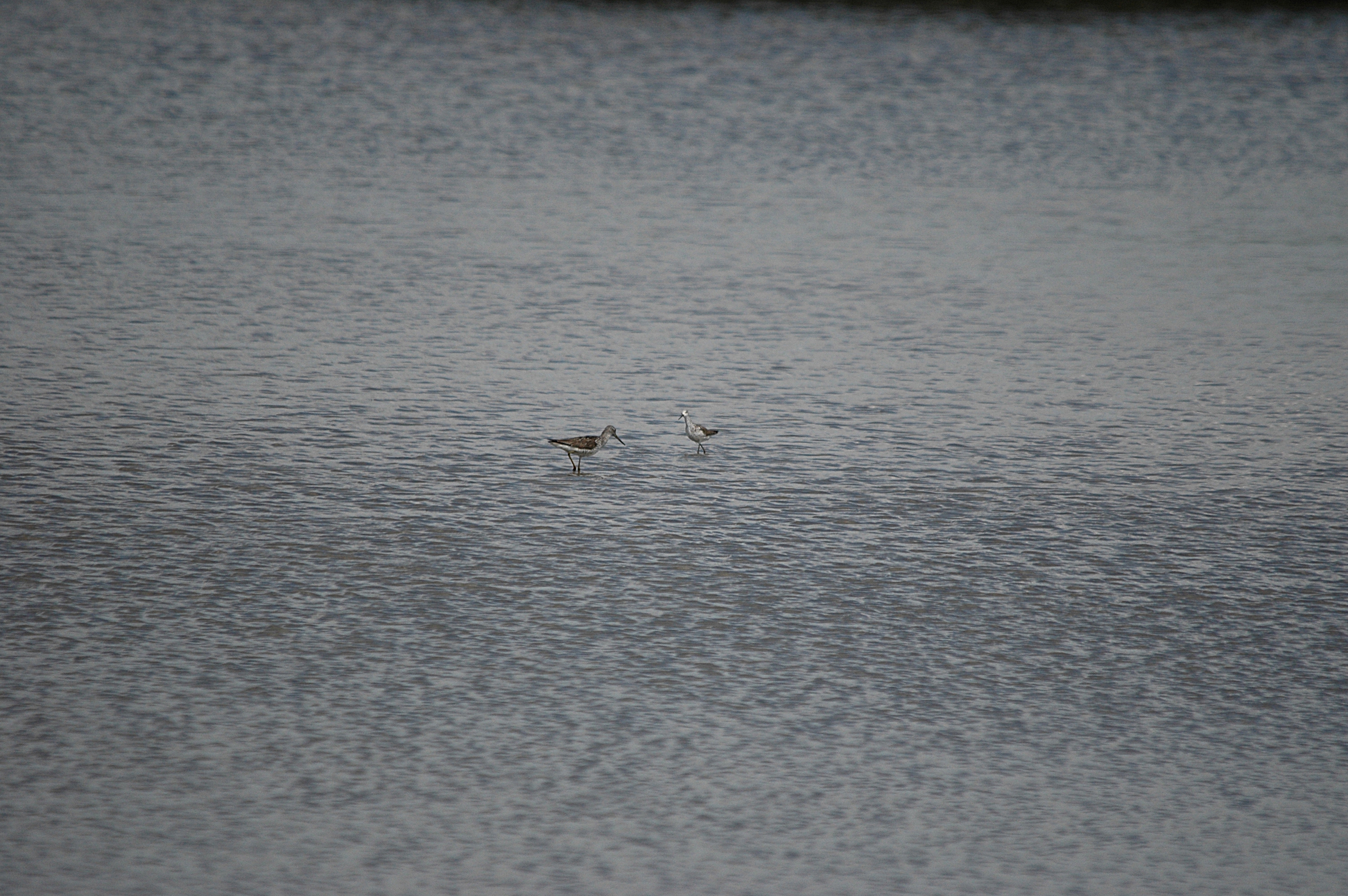 photos/wildlife/Bird_Species/063-Waders/1555-Marsh_Sandpiper/DSC_6745.JPG