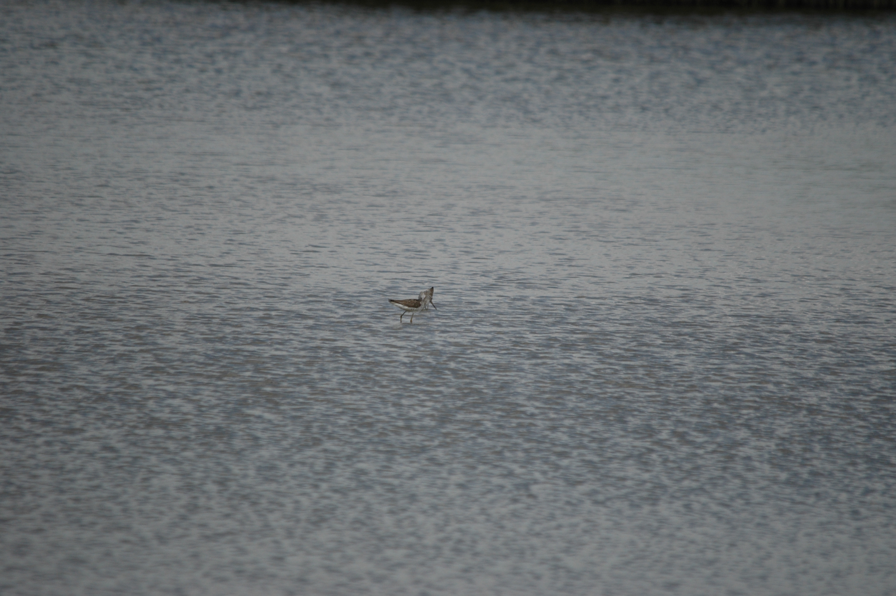 photos/wildlife/Bird_Species/063-Waders/1555-Marsh_Sandpiper/DSC_6746.JPG