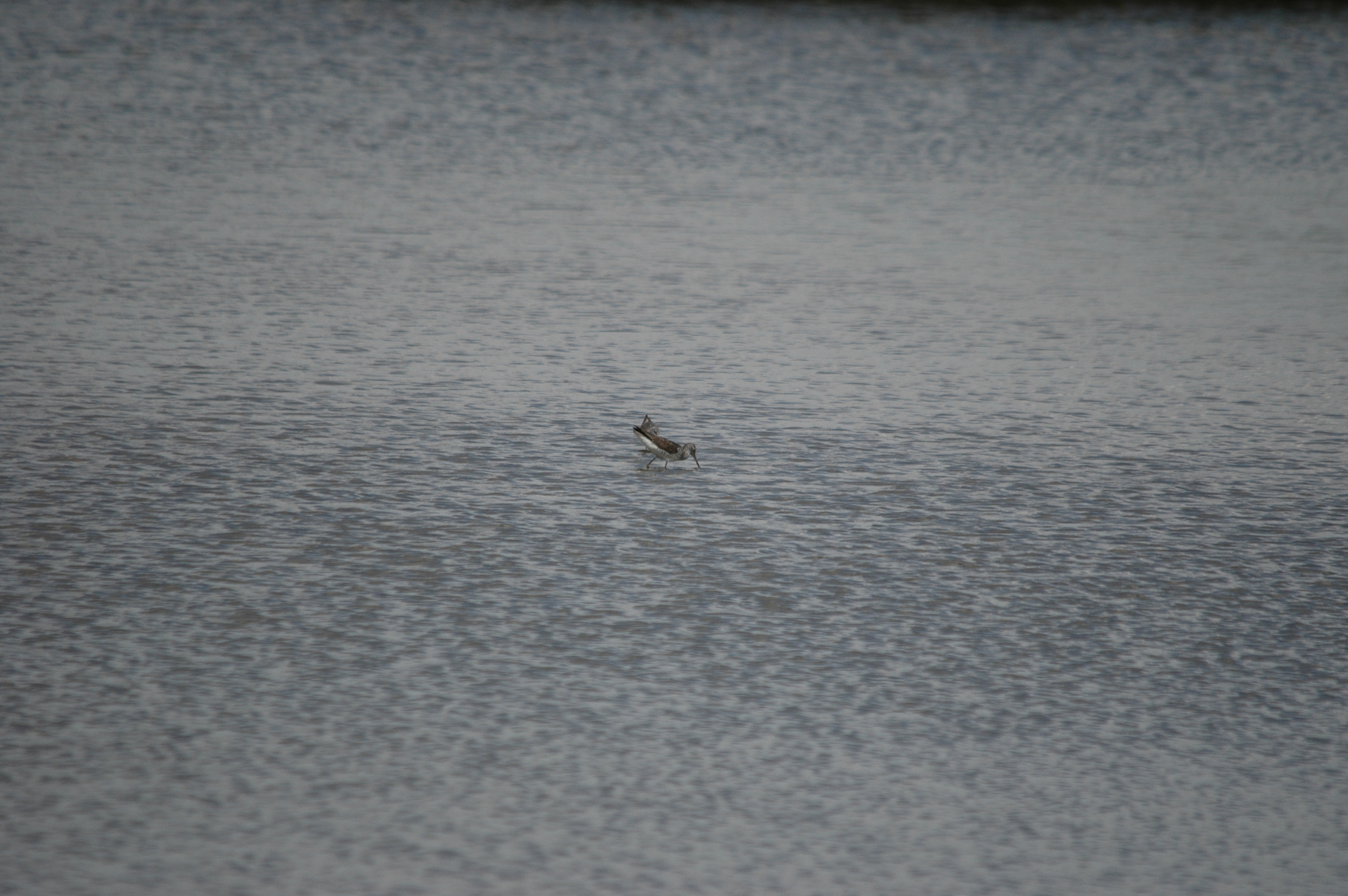 photos/wildlife/Bird_Species/063-Waders/1555-Marsh_Sandpiper/DSC_6747.JPG