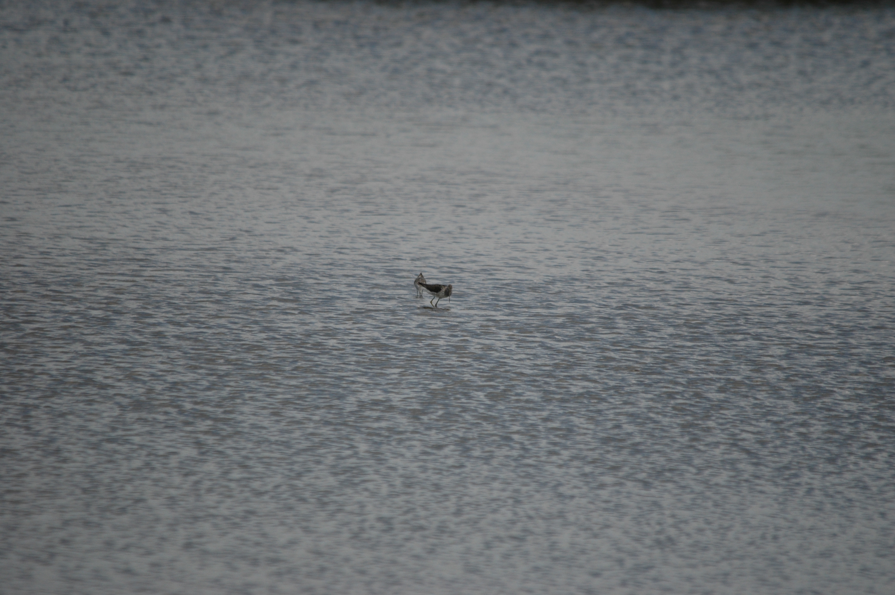 photos/wildlife/Bird_Species/063-Waders/1555-Marsh_Sandpiper/DSC_6748.JPG