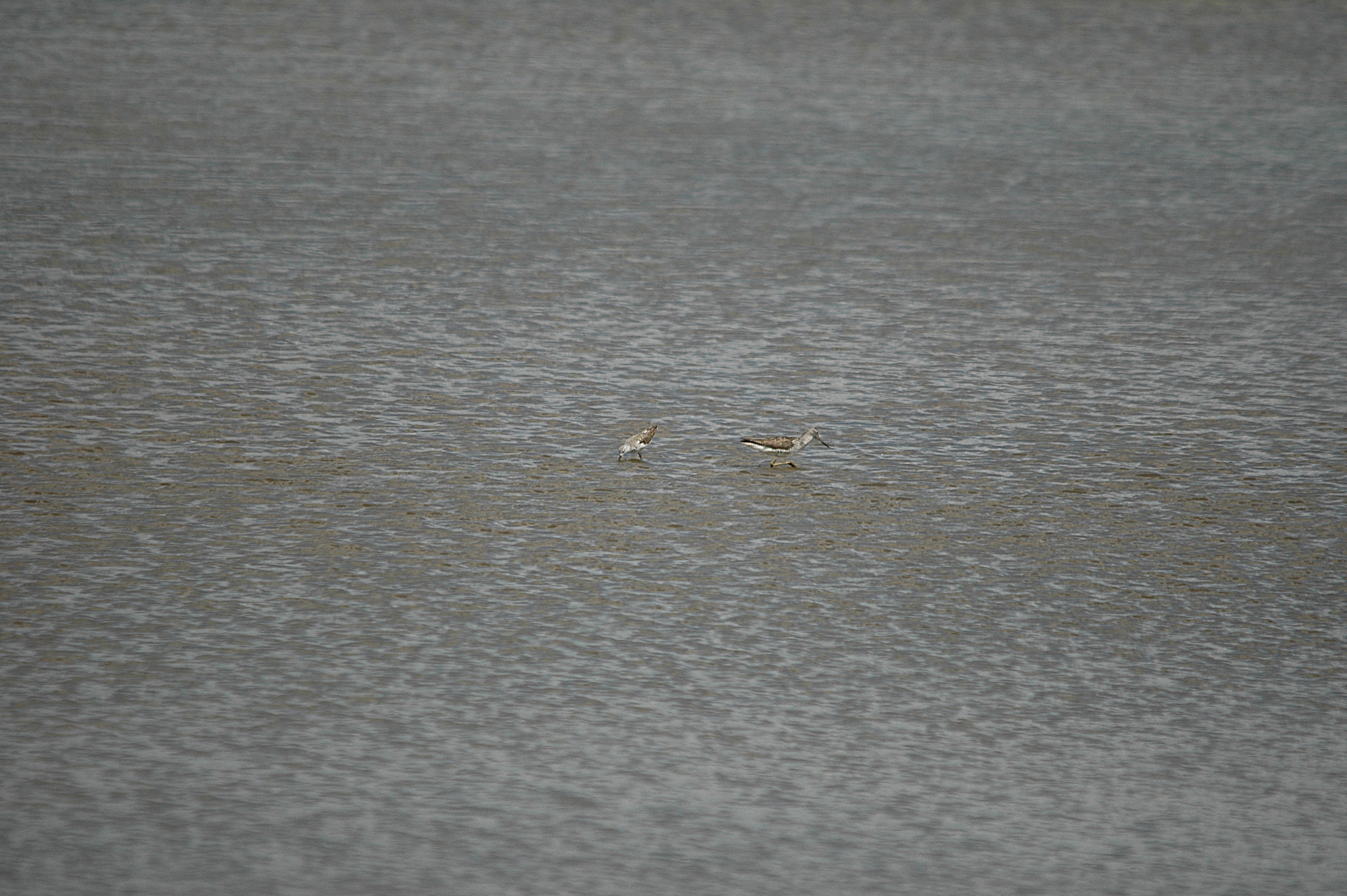 photos/wildlife/Bird_Species/063-Waders/1555-Marsh_Sandpiper/DSC_6749.JPG
