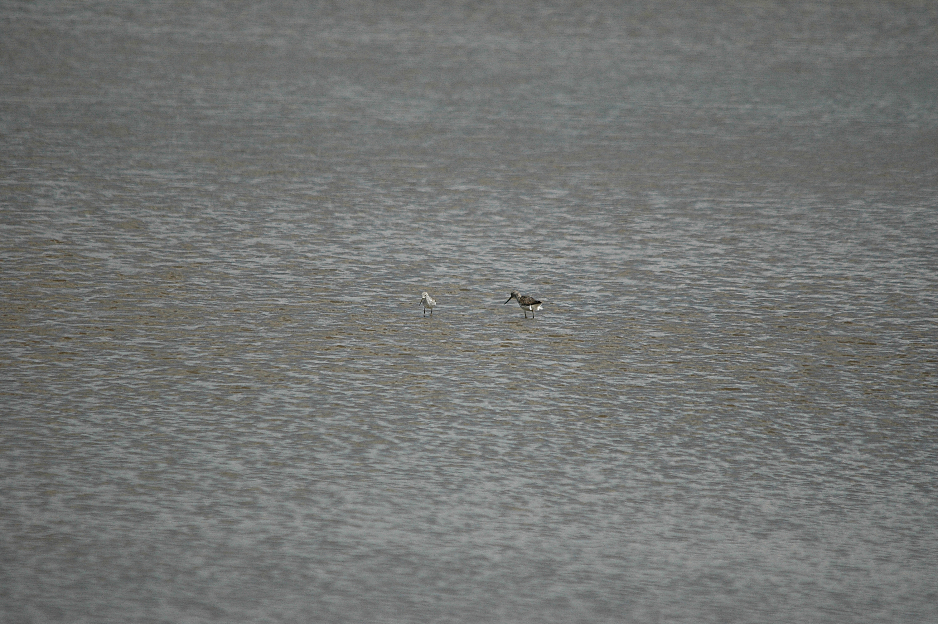 photos/wildlife/Bird_Species/063-Waders/1555-Marsh_Sandpiper/DSC_6752.JPG