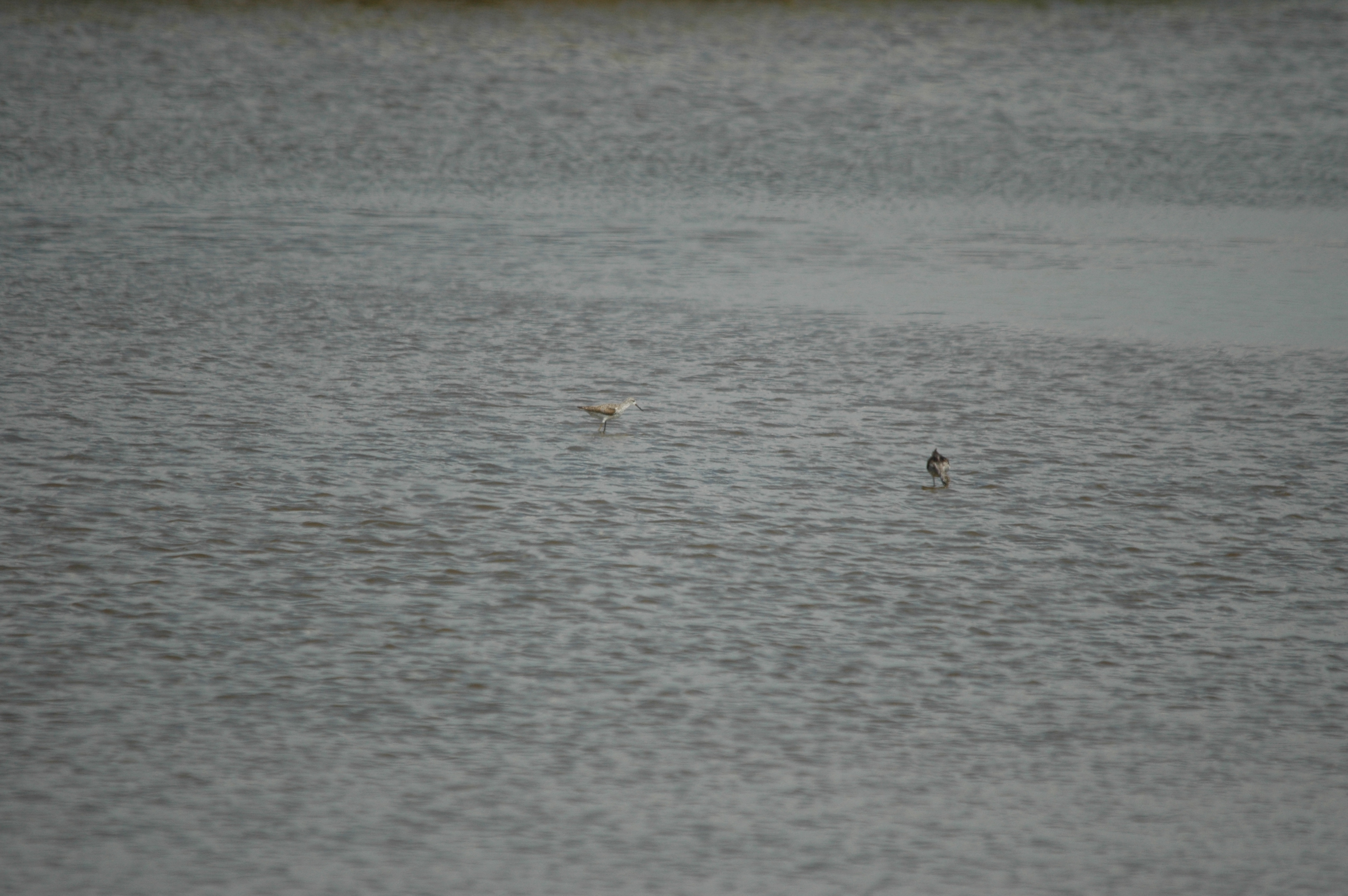 photos/wildlife/Bird_Species/063-Waders/1555-Marsh_Sandpiper/DSC_6753.JPG