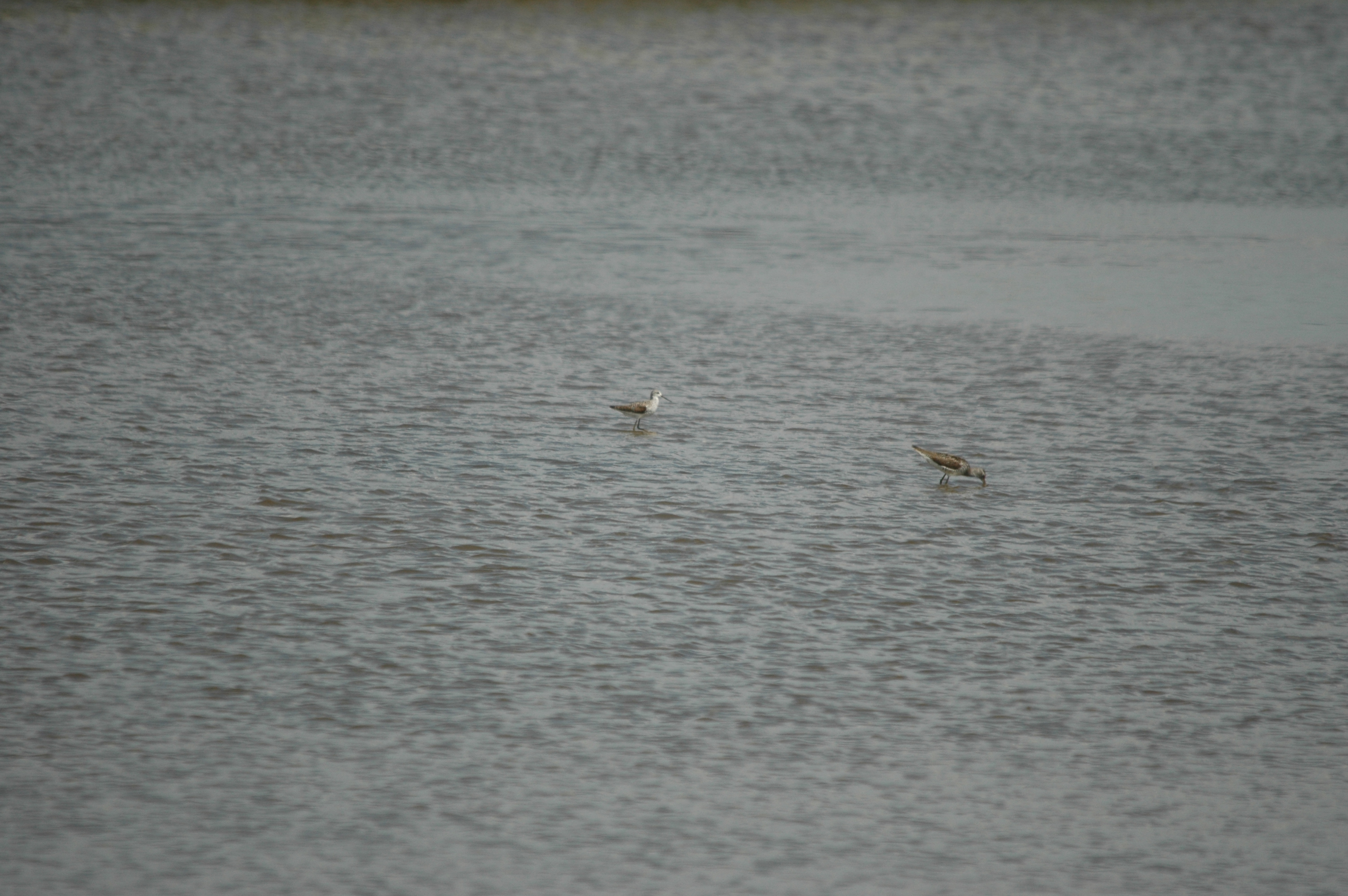 photos/wildlife/Bird_Species/063-Waders/1555-Marsh_Sandpiper/DSC_6754.JPG