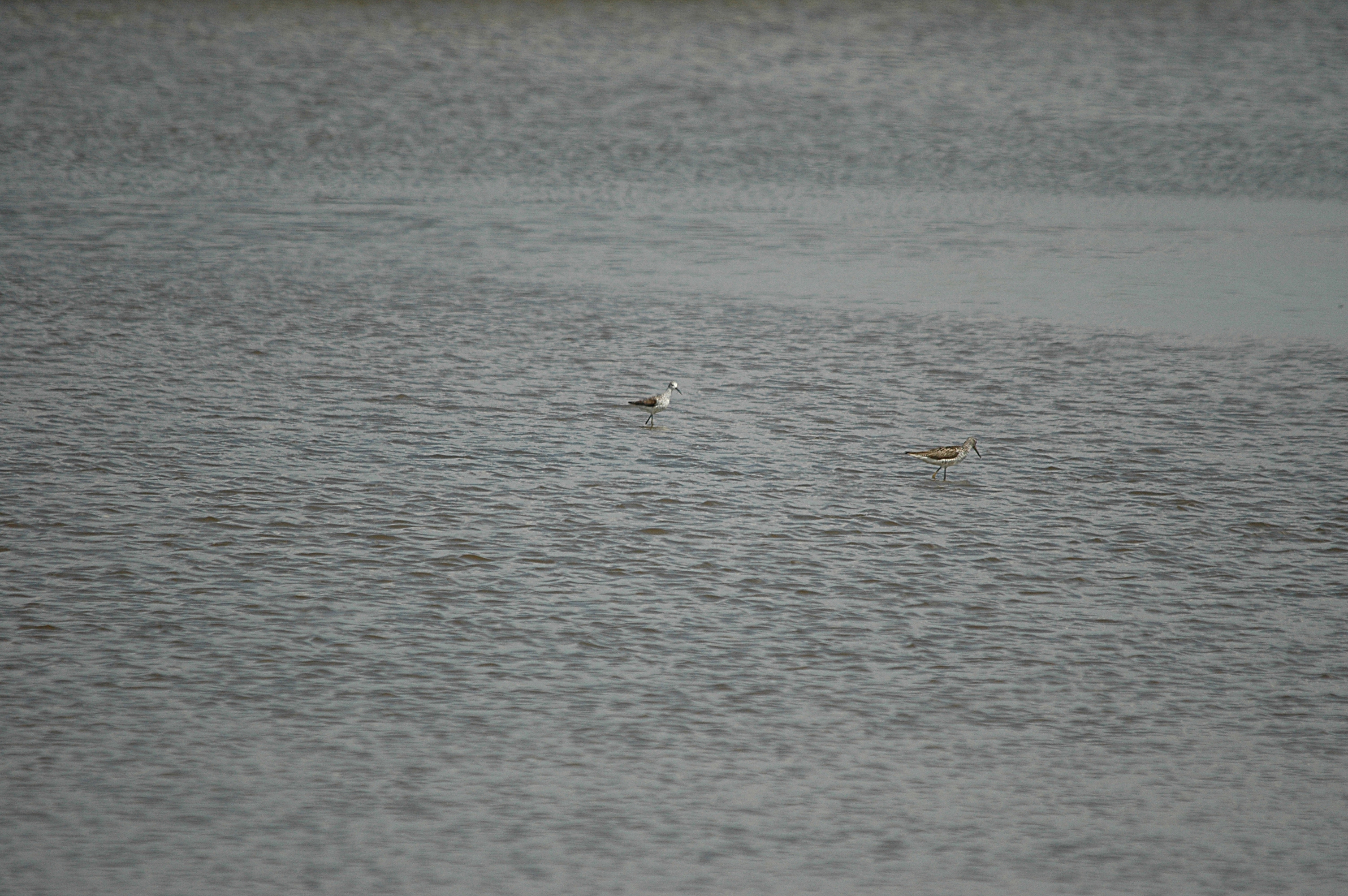 photos/wildlife/Bird_Species/063-Waders/1555-Marsh_Sandpiper/DSC_6755.JPG