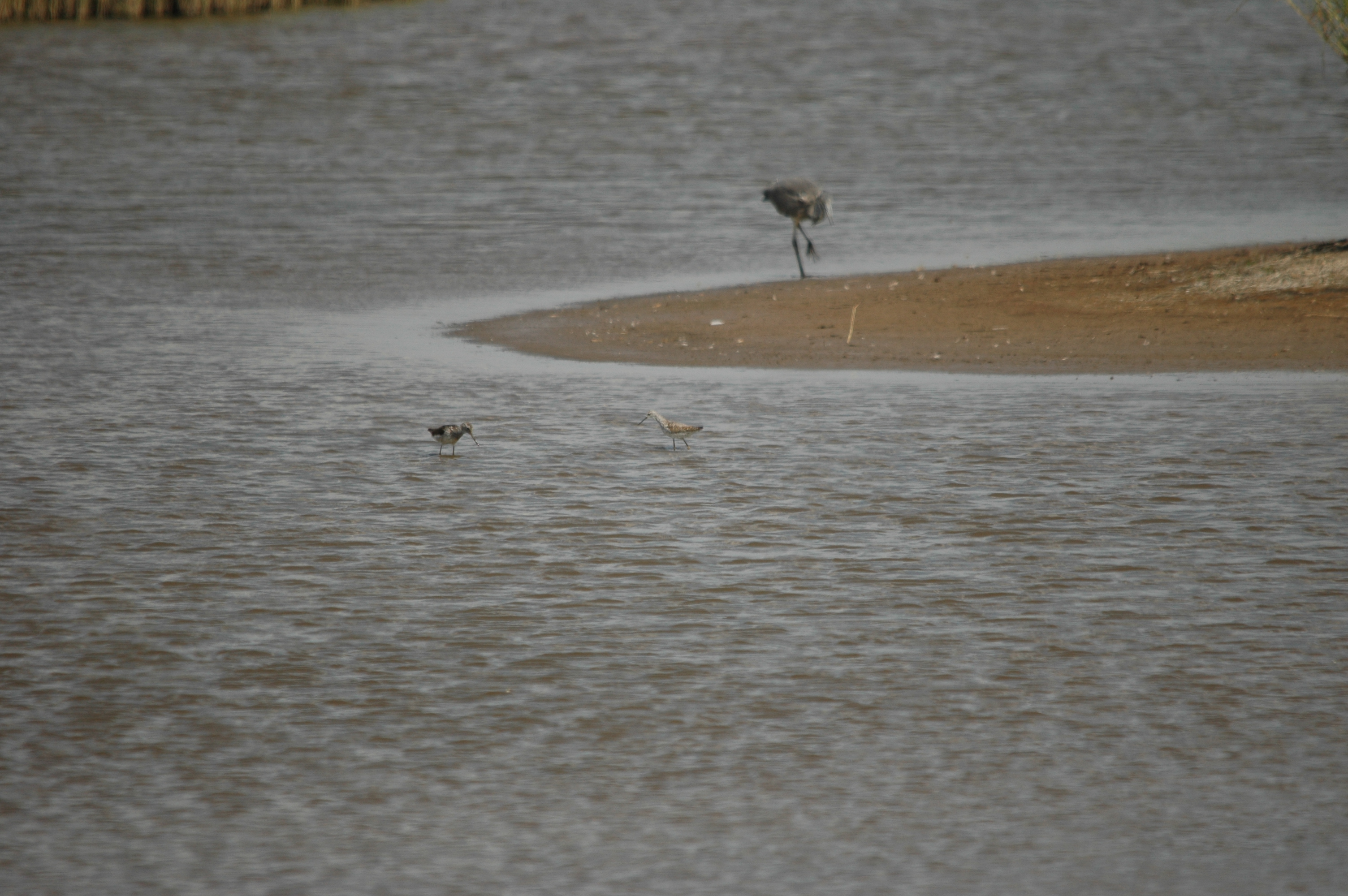 photos/wildlife/Bird_Species/063-Waders/1555-Marsh_Sandpiper/DSC_6759.JPG