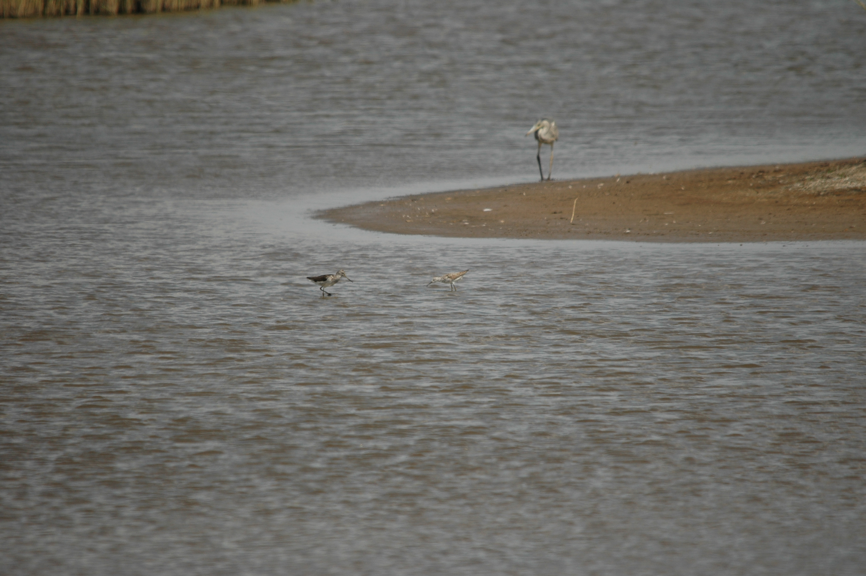 photos/wildlife/Bird_Species/063-Waders/1555-Marsh_Sandpiper/DSC_6760.JPG