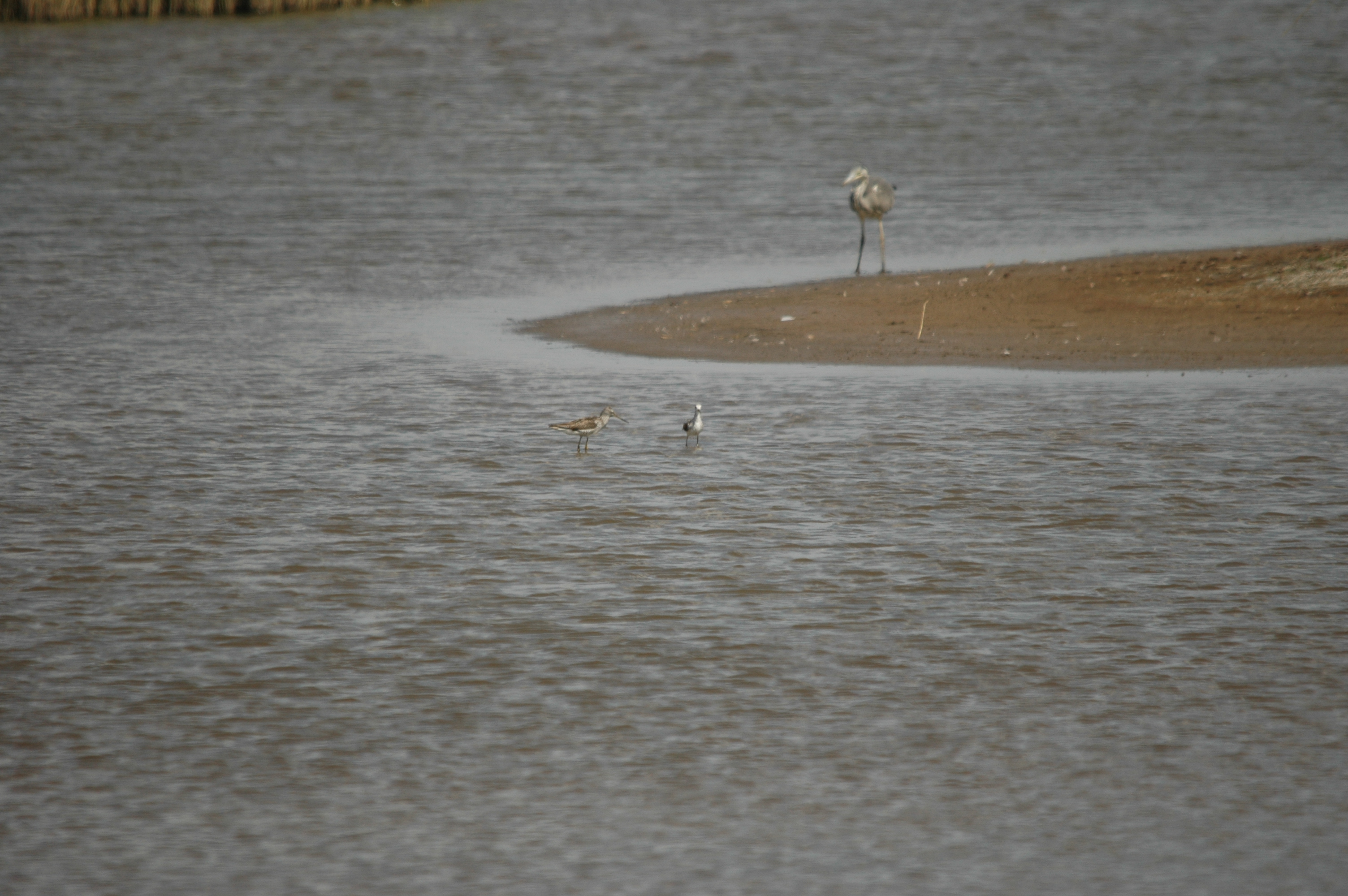 photos/wildlife/Bird_Species/063-Waders/1555-Marsh_Sandpiper/DSC_6761.JPG