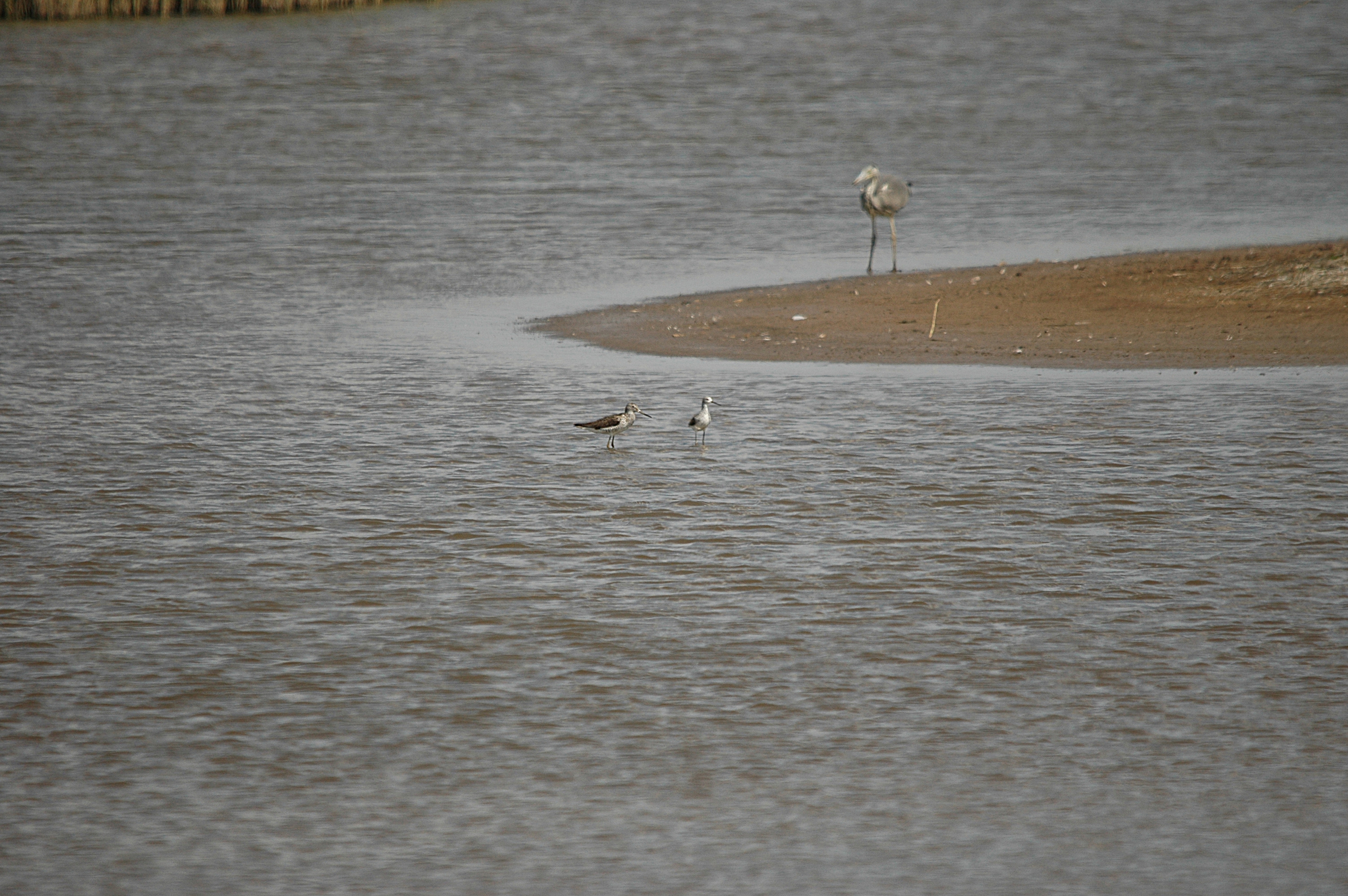 photos/wildlife/Bird_Species/063-Waders/1555-Marsh_Sandpiper/DSC_6762.JPG